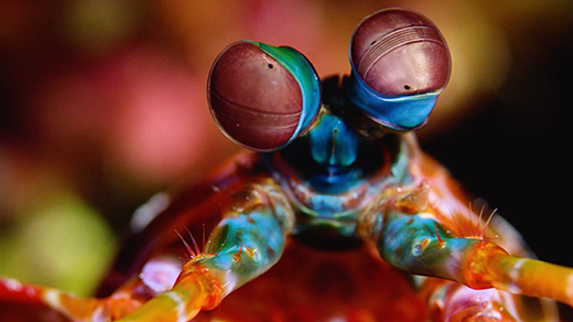 A close-up image of a mantis shrimp, which has rainbow spots and stripes and beady, complex eyes on stalks.