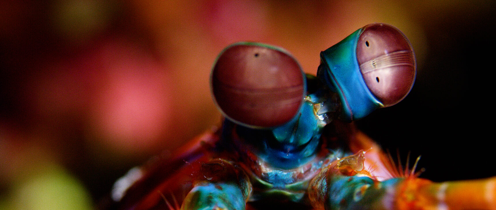 A close-up image of a mantis shrimp, which has rainbow spots and stripes and beady, complex eyes on stalks.