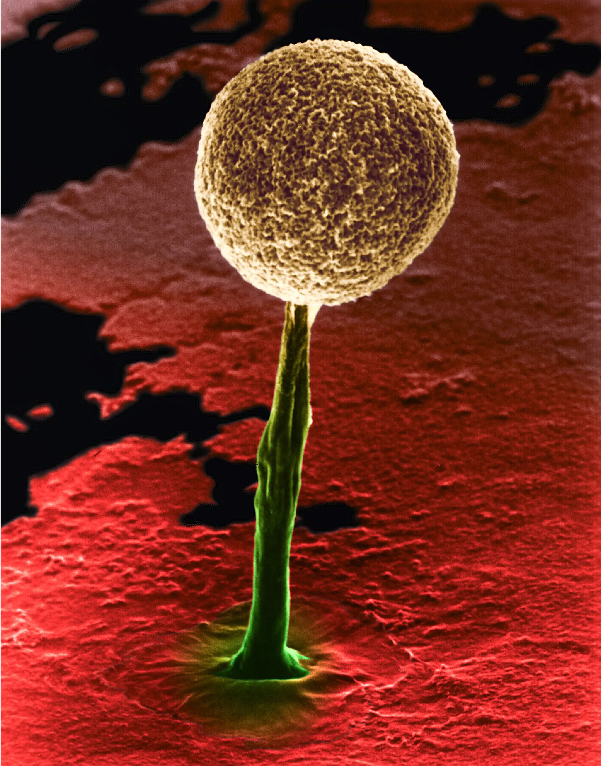 An acellular slime mold forms a sporing body.
