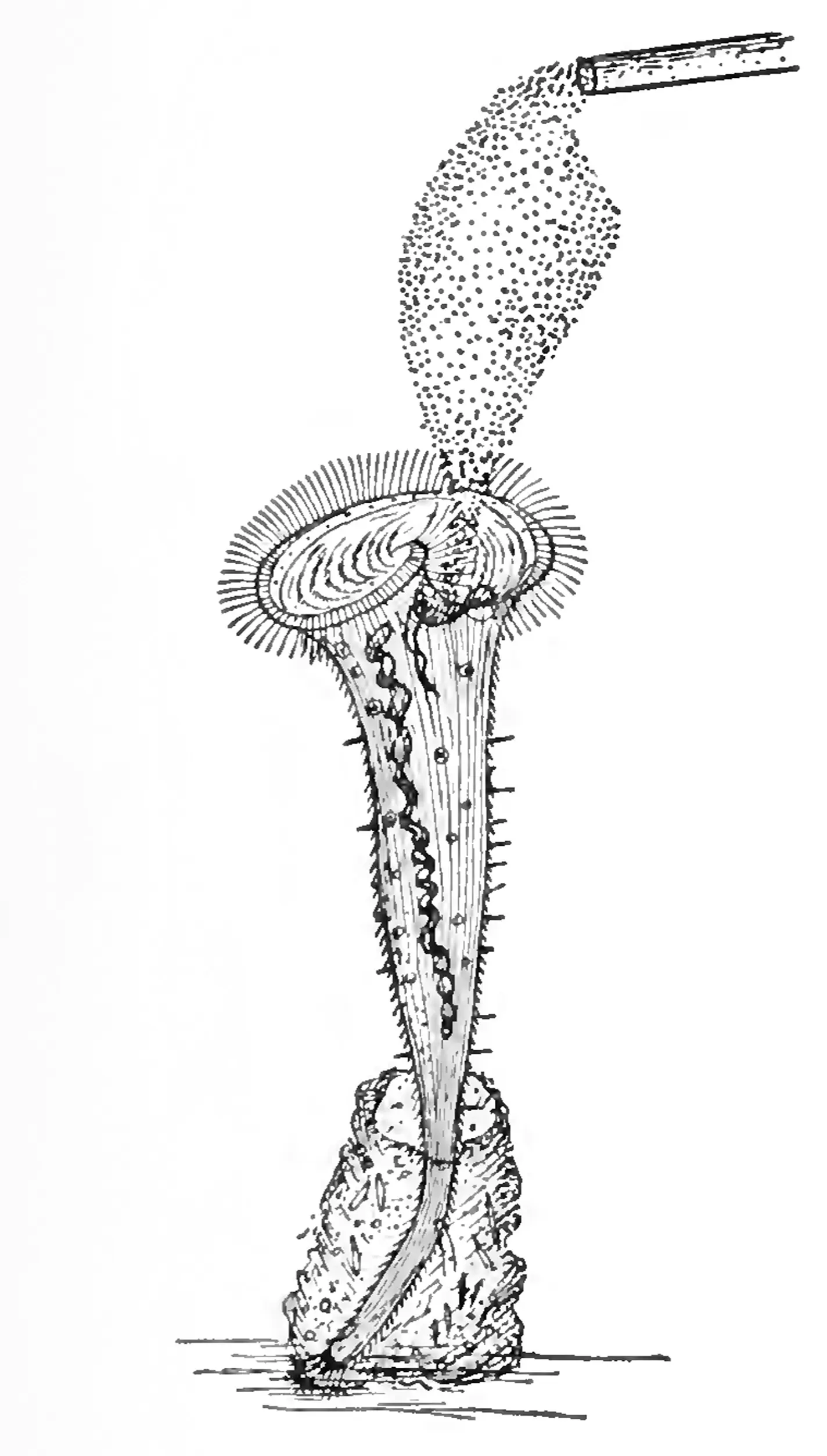 An illustration of a trumpet-shaped cell being experimented on.
