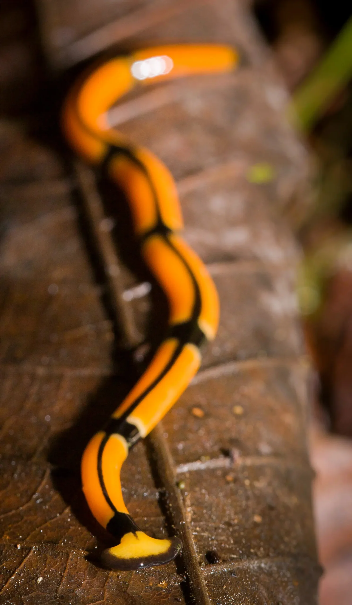 A planarian worm crawls along a leaf.