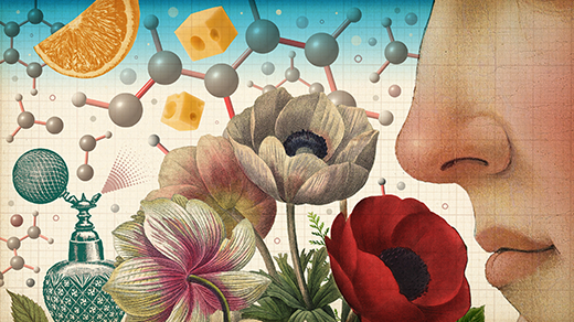 An illustration shows a human smelling a bouquet of flowers with many different molecules. There are smelly objects around it, like a perfume bottle, an orange and cheese.