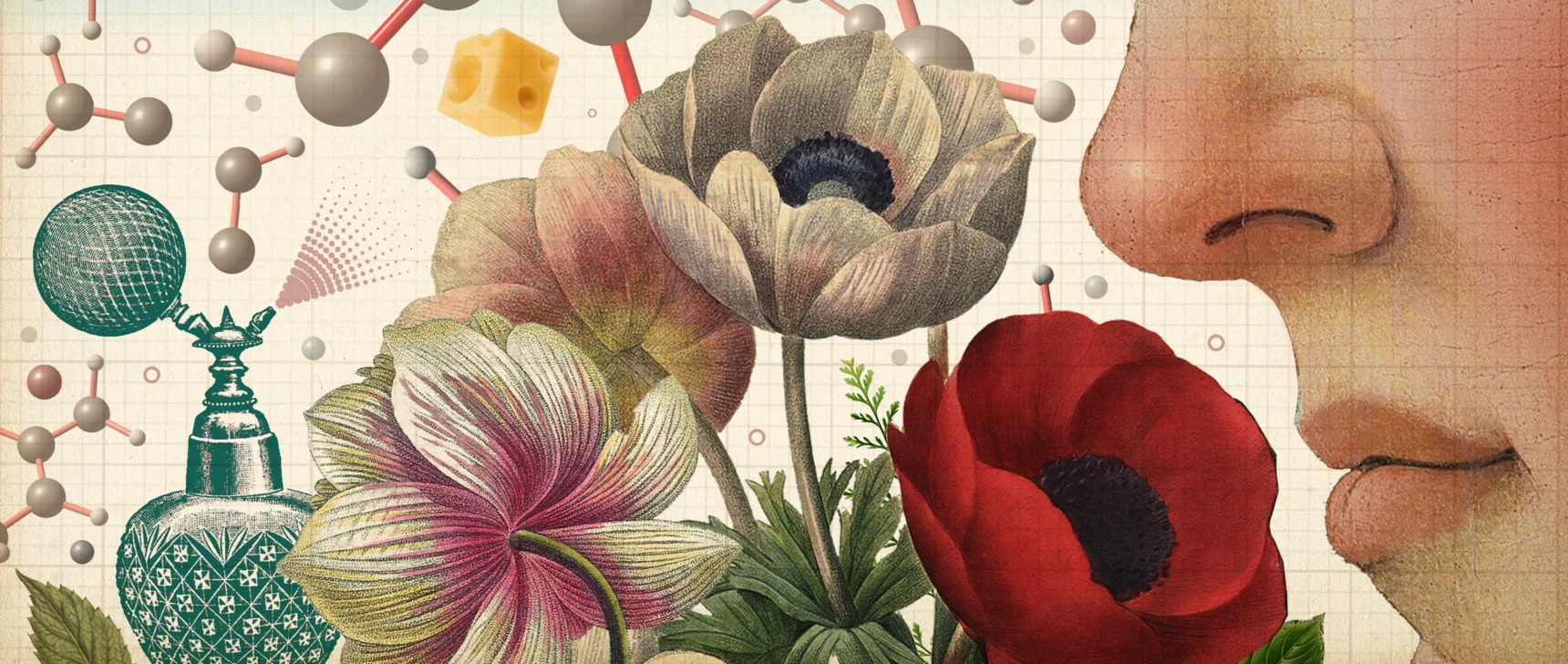 An illustration shows a human smelling a bouquet of flowers with many different molecules. There are smelly objects around it, like a perfume bottle, an orange and cheese.