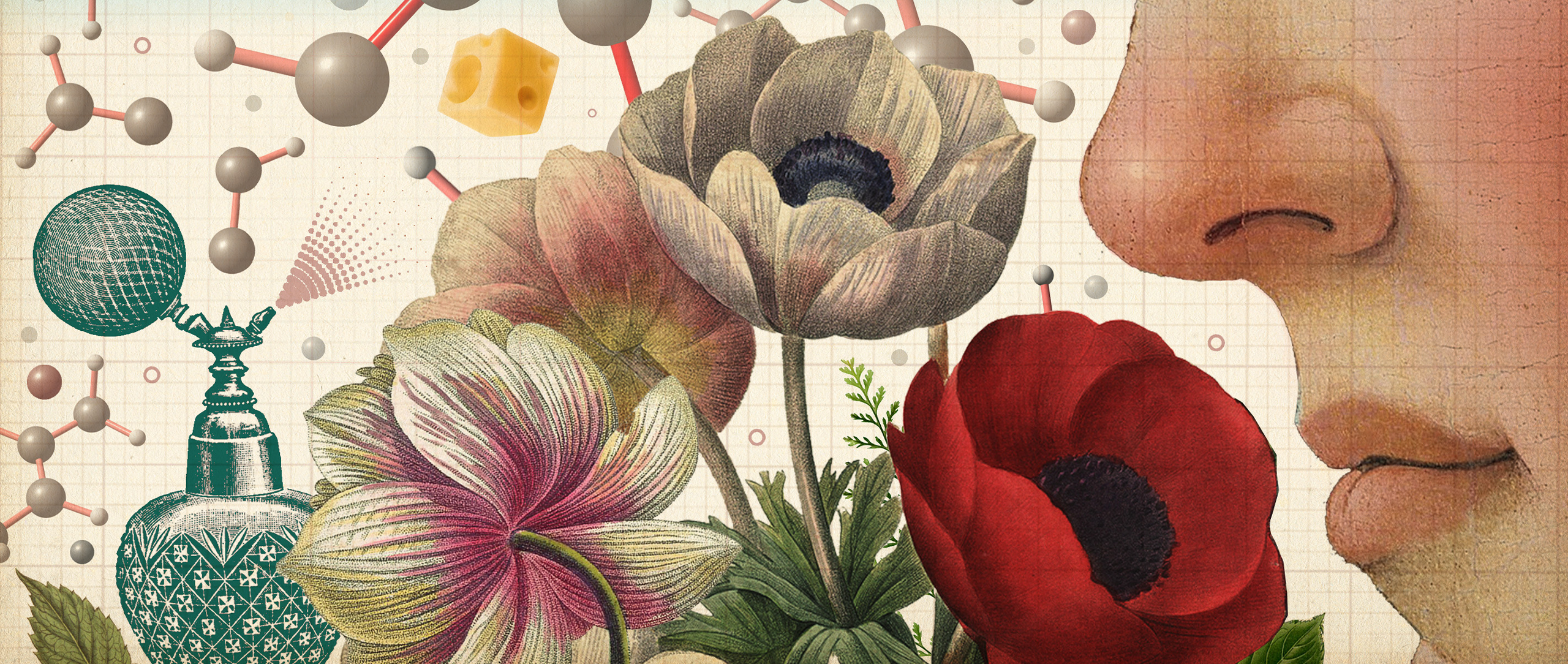 An illustration shows a human smelling a bouquet of flowers with many different molecules. There are smelly objects around it, like a perfume bottle, an orange and cheese.