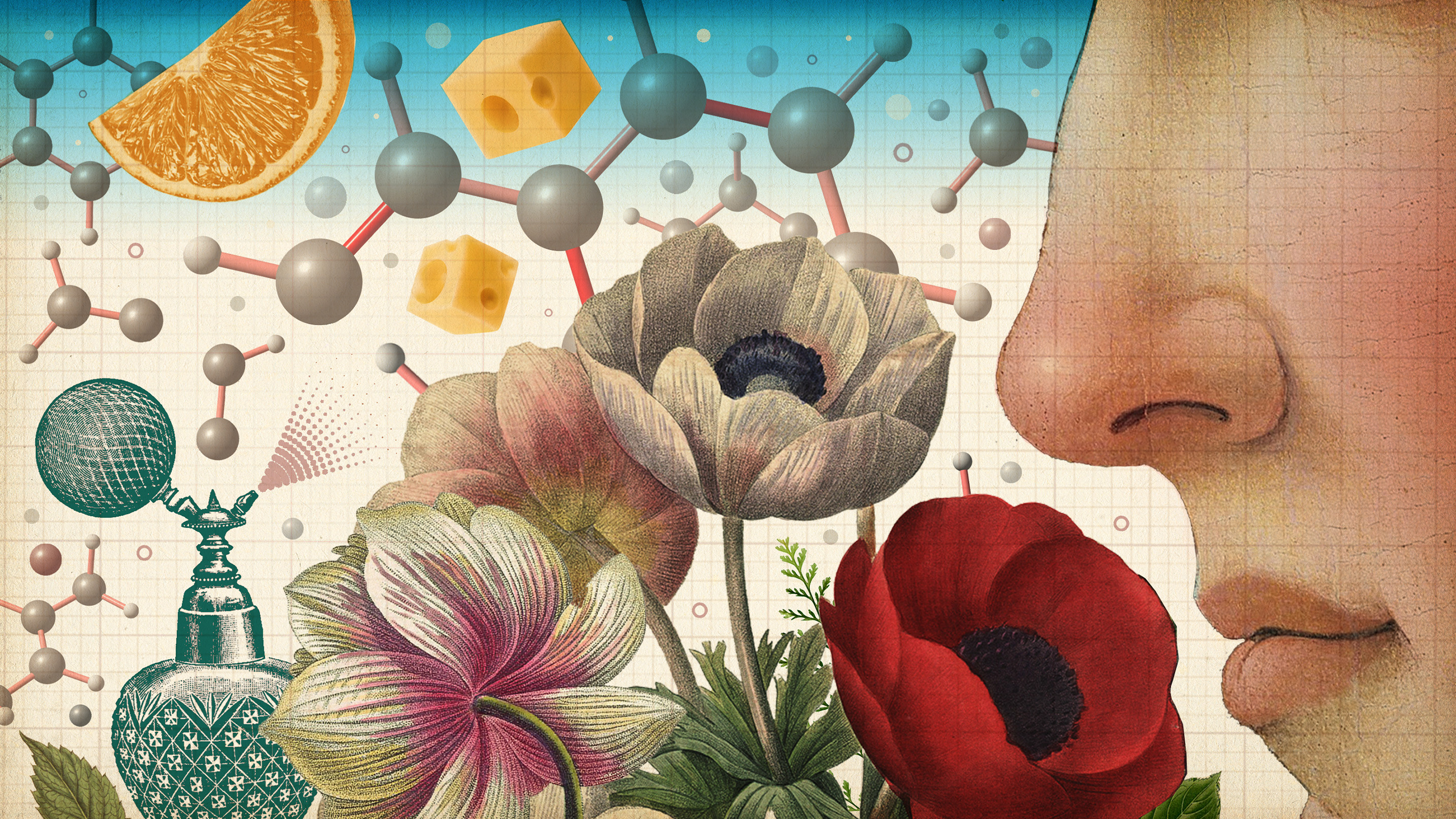 An illustration shows a human smelling a bouquet of flowers with many different molecules. There are smelly objects around it, like a perfume bottle, an orange and cheese.
