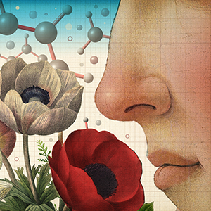 An illustration shows a human smelling a bouquet of flowers with many different molecules. There are smelly objects around it, like a perfume bottle, an orange and cheese.
