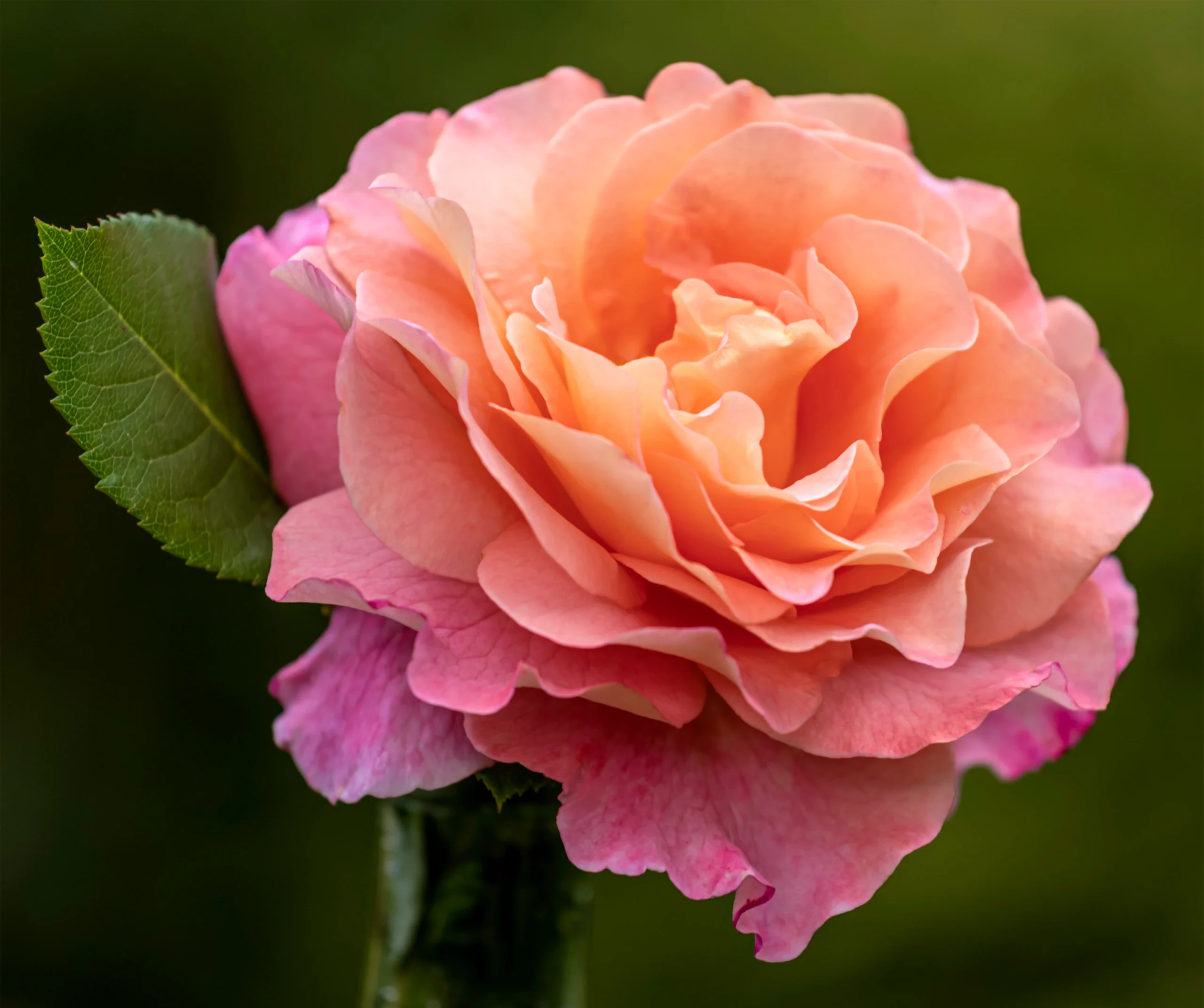 Close-up of a rose