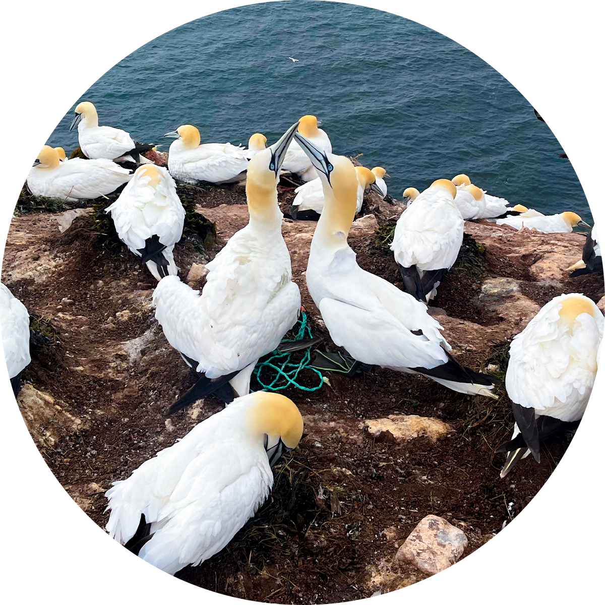 White birds stand on a rock.