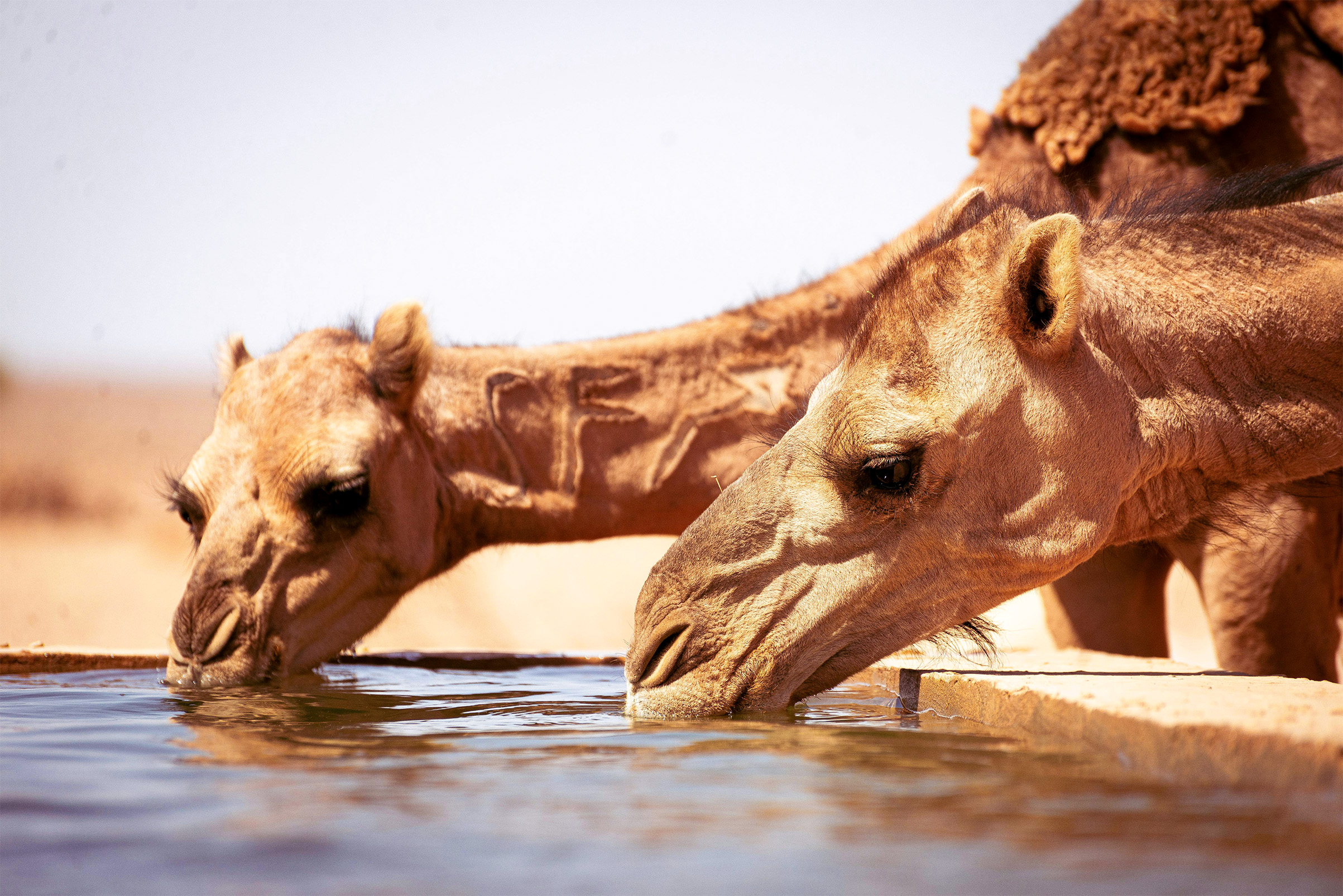 Two camels drink water