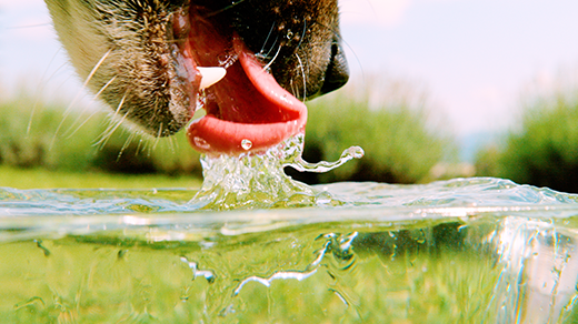A close-up of a dog’s mouth and tongue as it laps water in this slow-motion video.