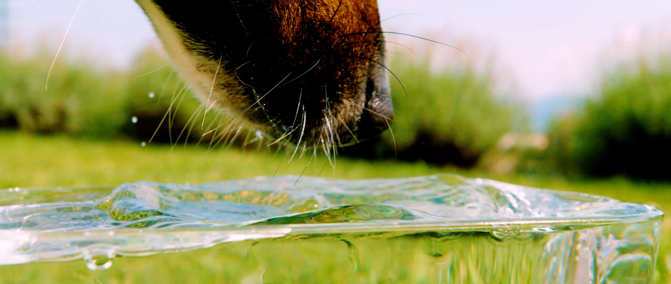 A close-up of a dog’s mouth and tongue as it laps water in this slow-motion video.