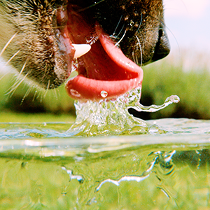 A close-up of a dog’s mouth and tongue as it laps water in this slow-motion video.