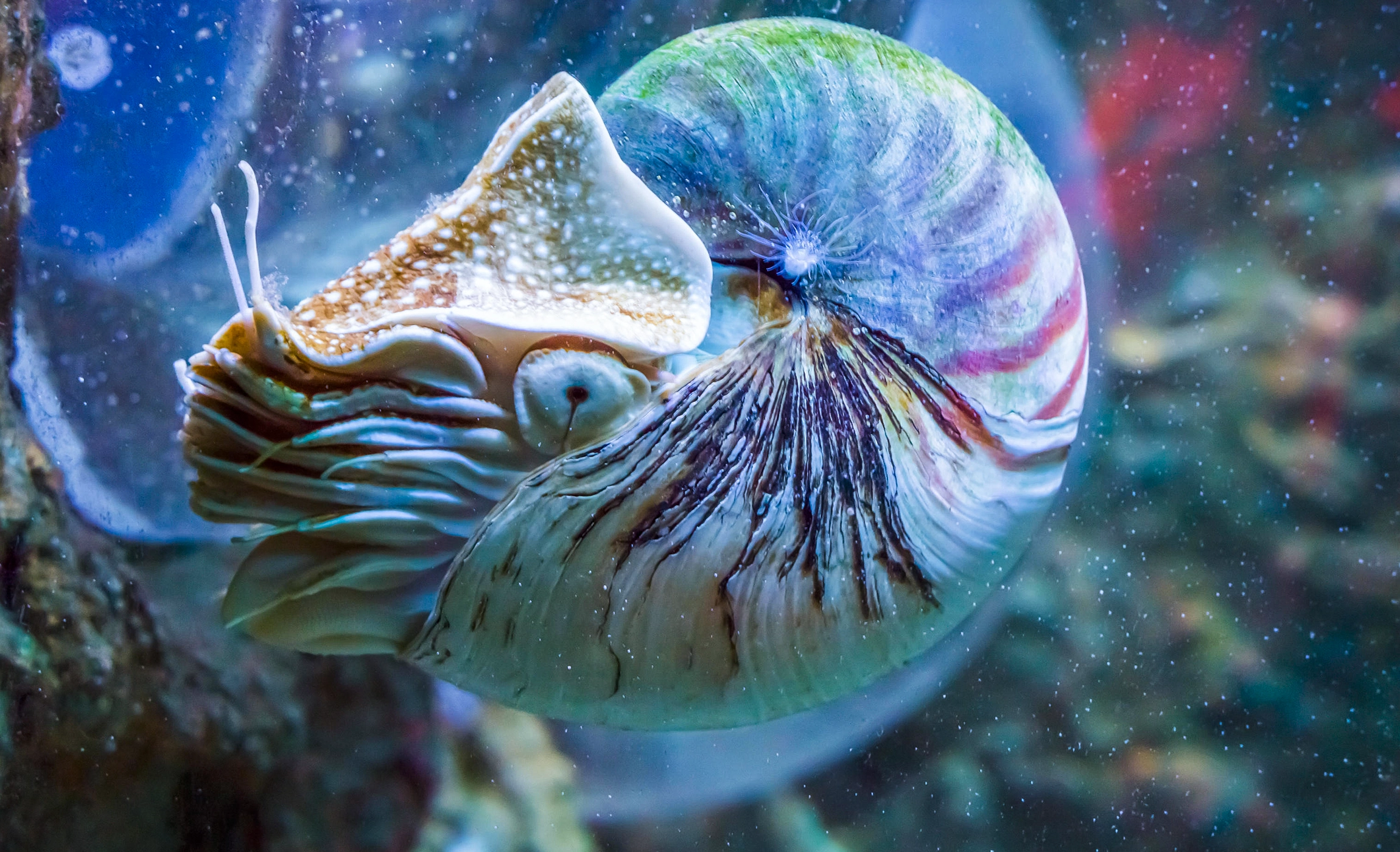 A nautilus swims underwater, its striped shell clearly visible as tentacles emerge from the opening.