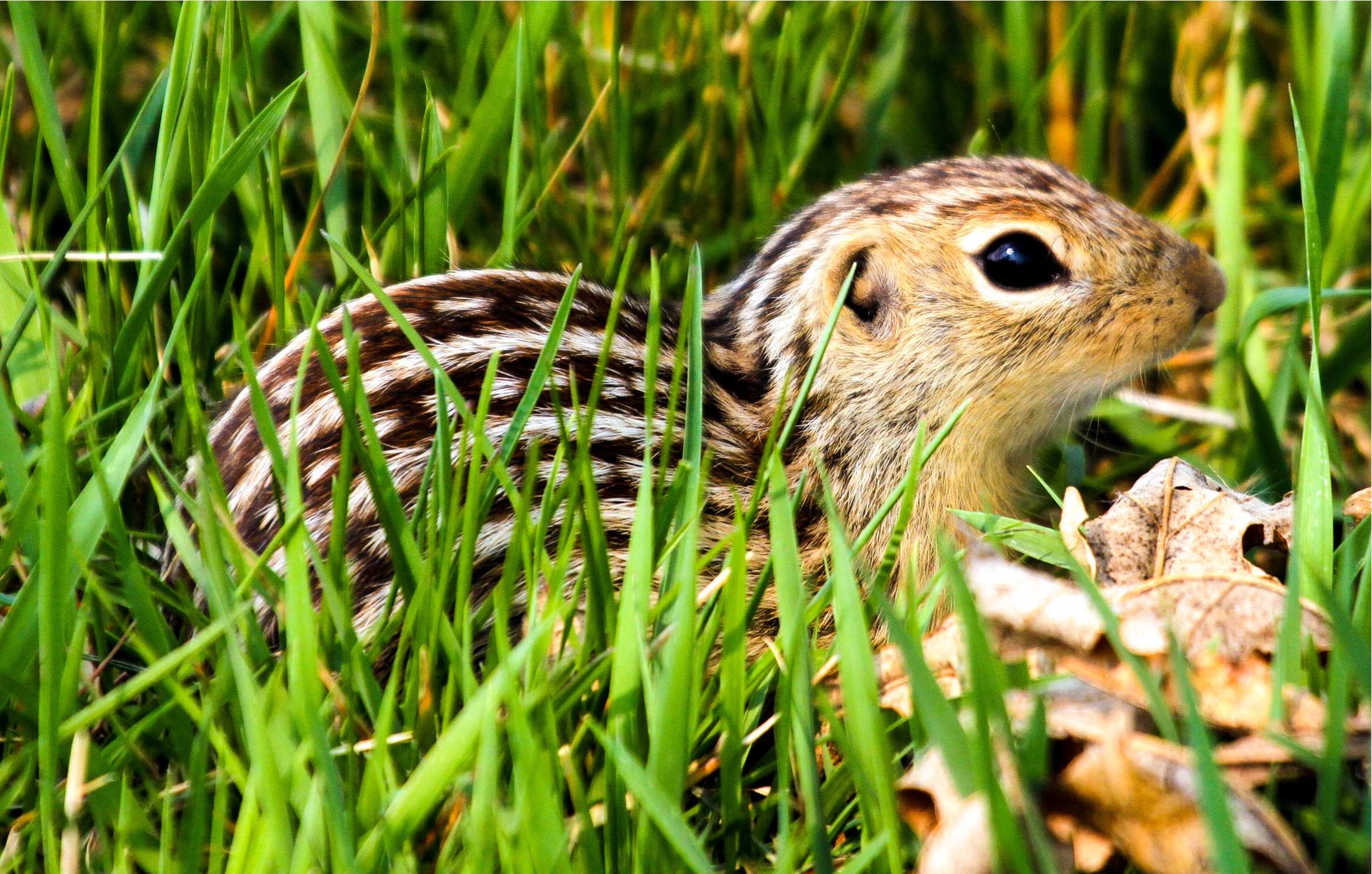 A thirteen-lined ground squirrel in grass