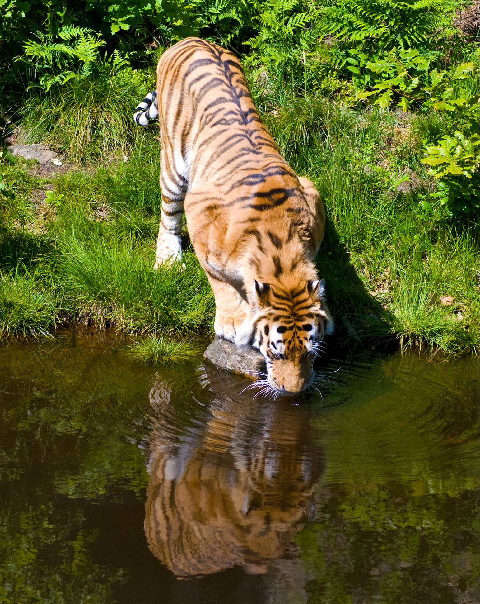 A tiger drinks water