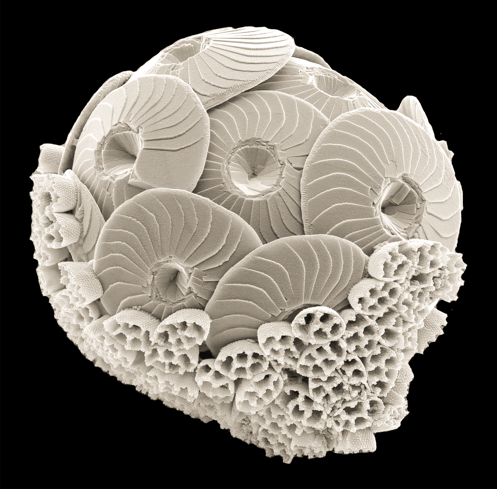 A scanning electron micrograph of a coccholithophore with layers of calcium carbonate plates.