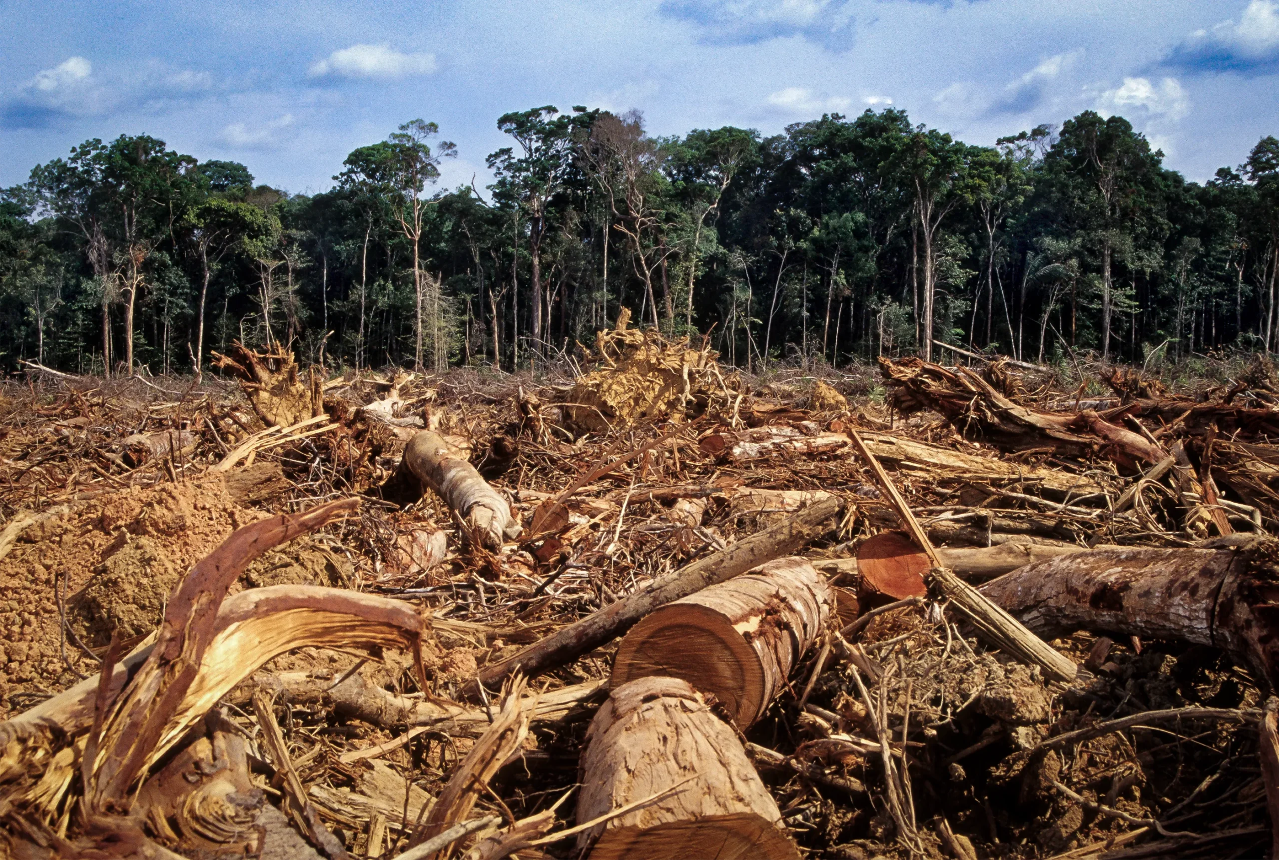 Logged trees in the foreground, live rainforest in the background.