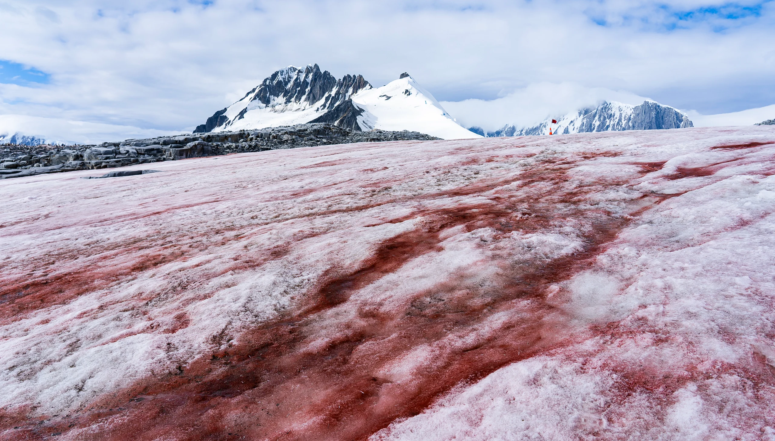 Algae stain snow a dark red in Antarctica.