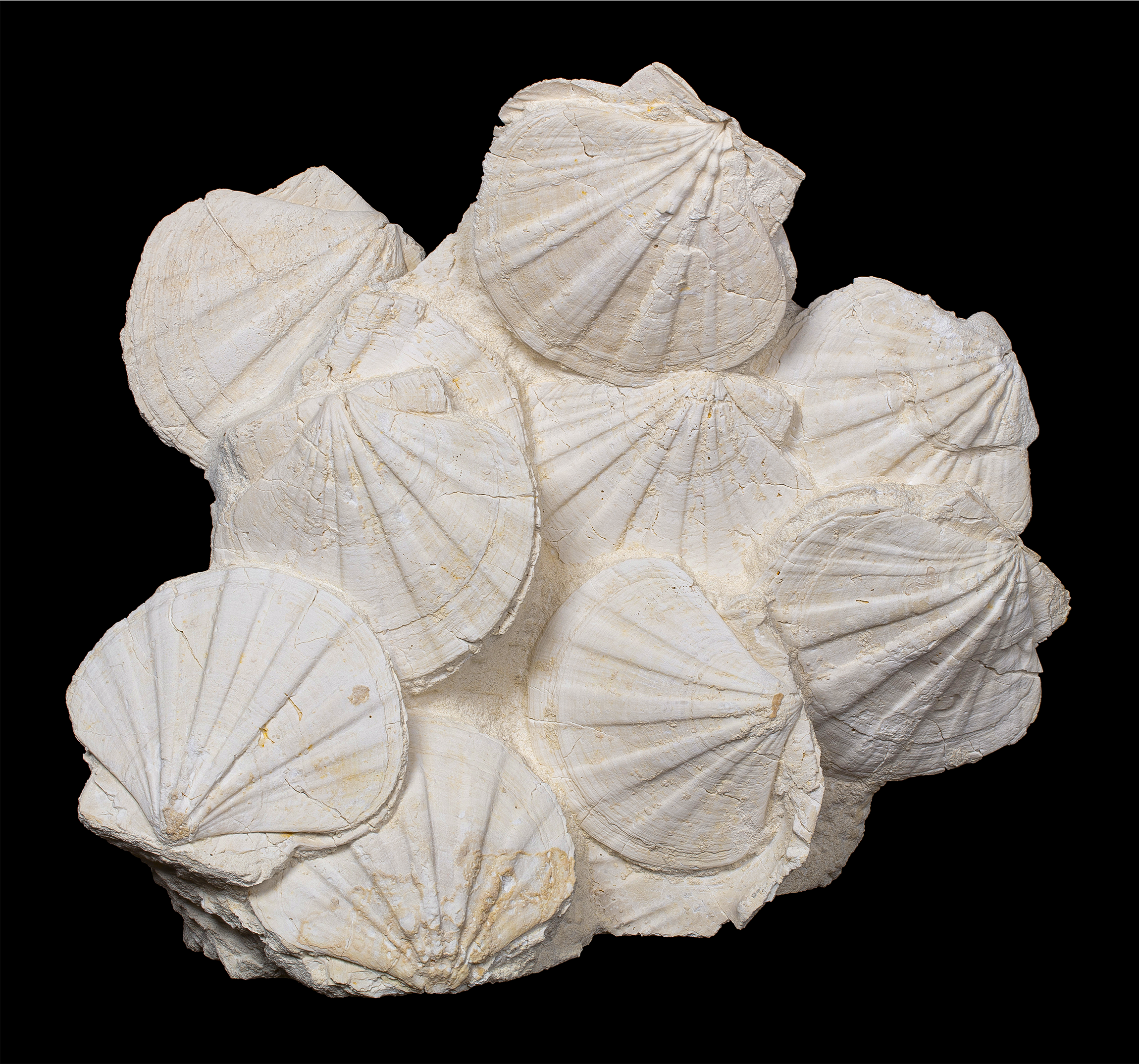 A white cluster of fossil scallop shells.