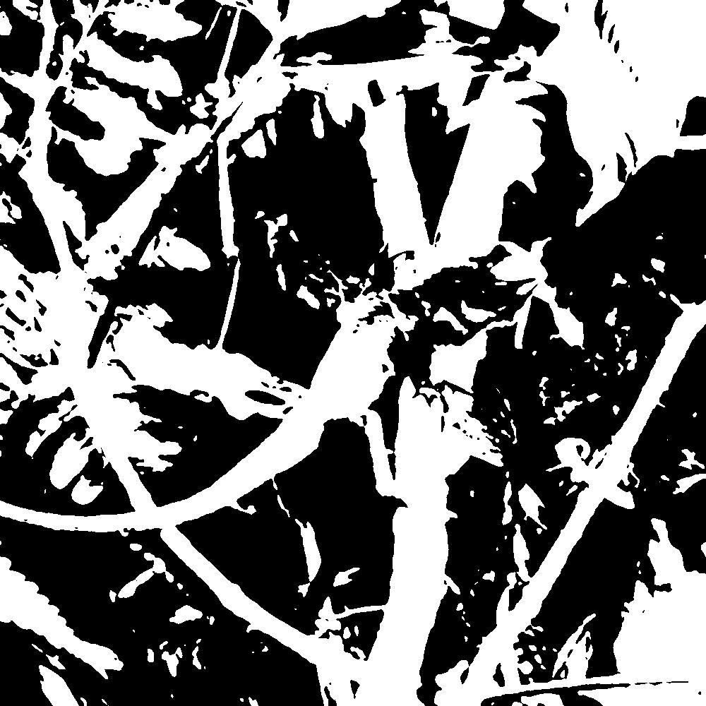 Black and white mooney Image