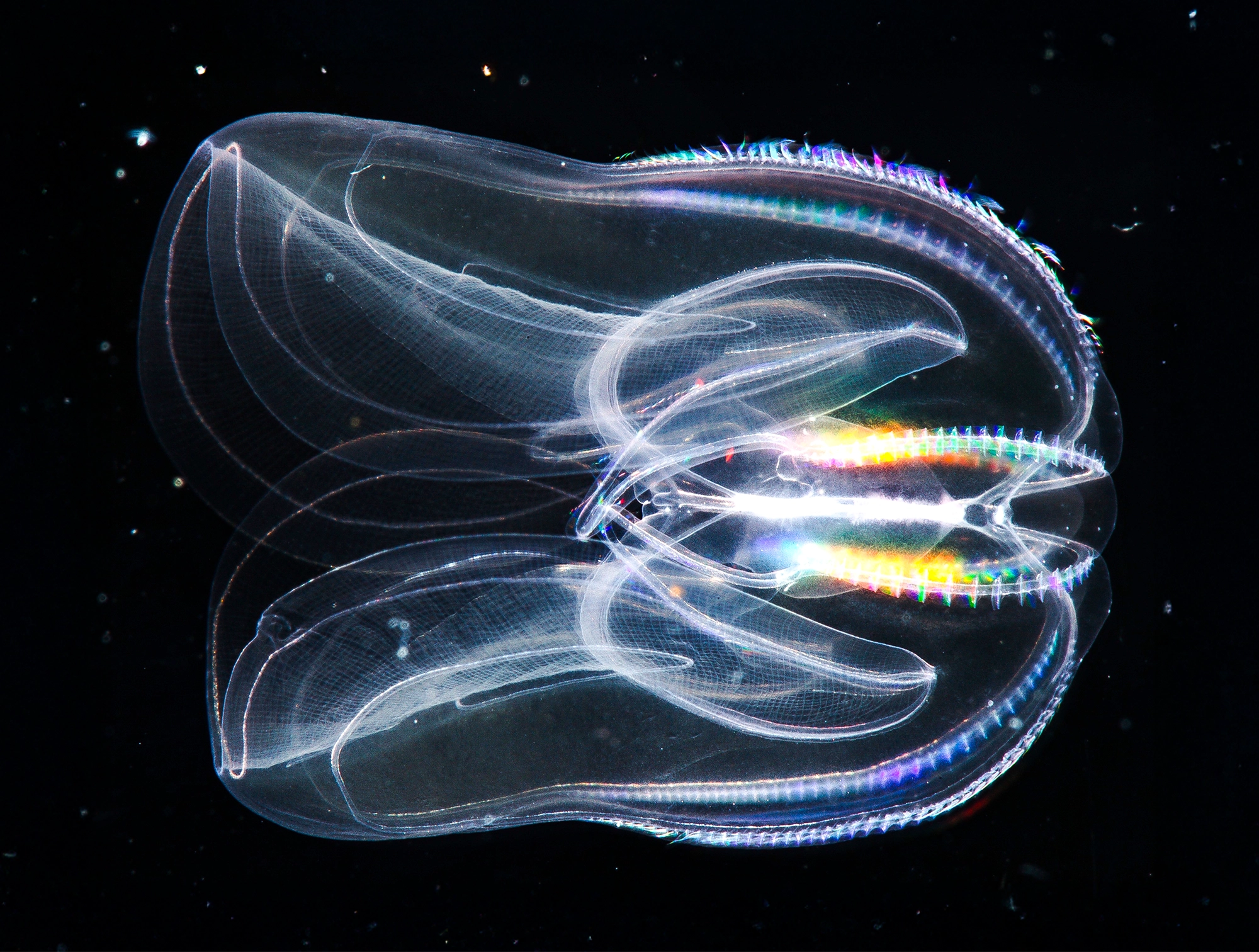A glowing and transparent jellyfish-shaped creature called a sea walnut is floating in dark water.
