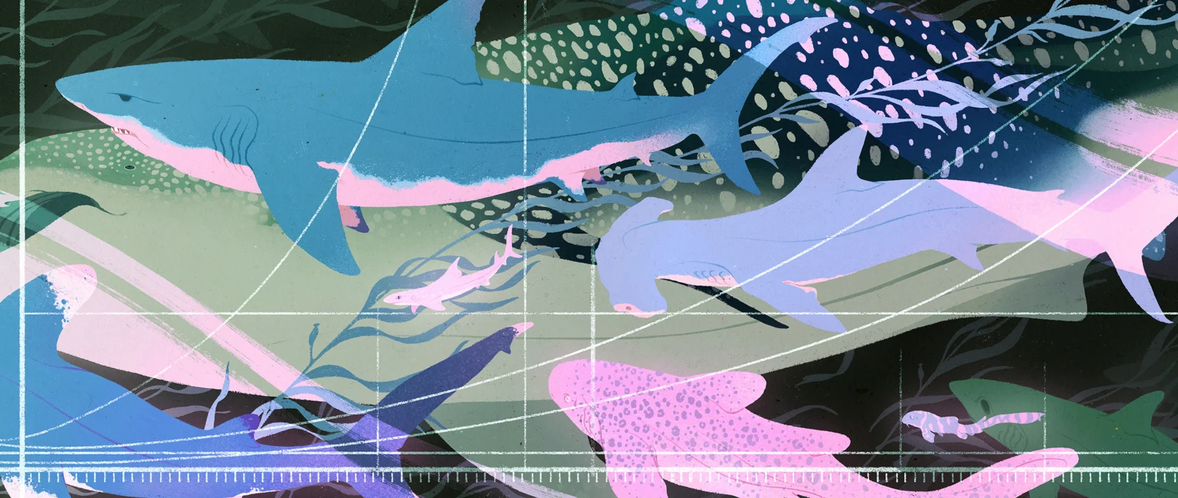 Multiple sharks swimming together, each one a different size