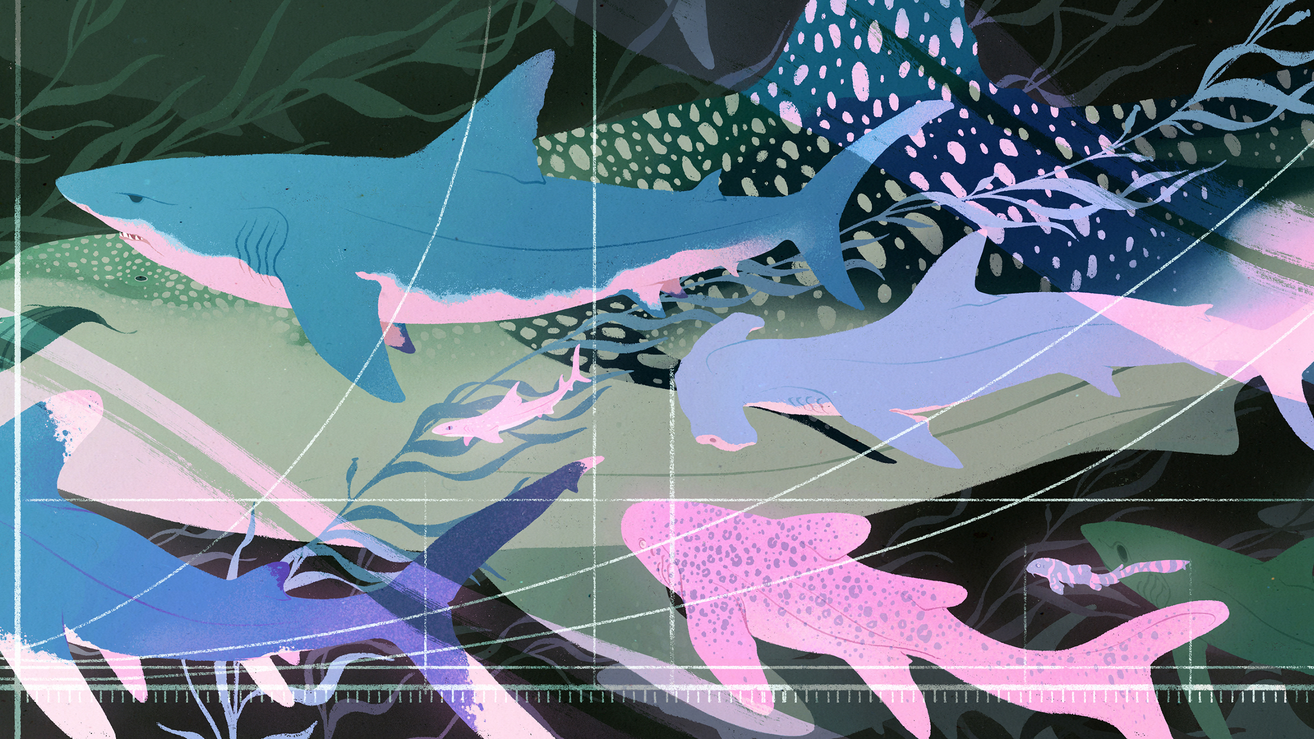 Multiple sharks swimming together, each one a different size