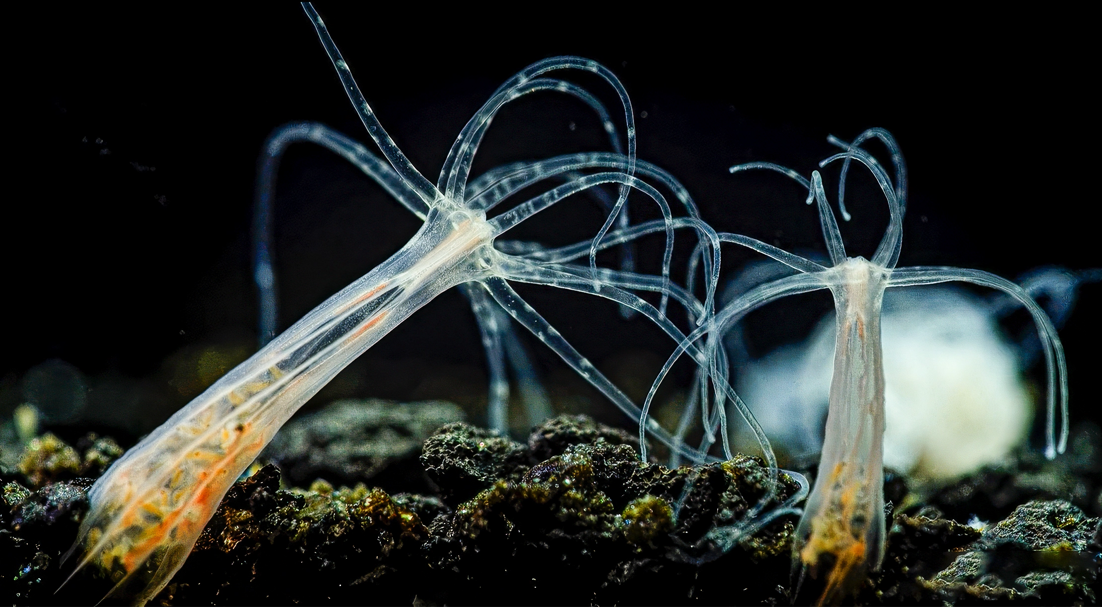 A glowing and transparent starlet sea anemone is floating in dark water.