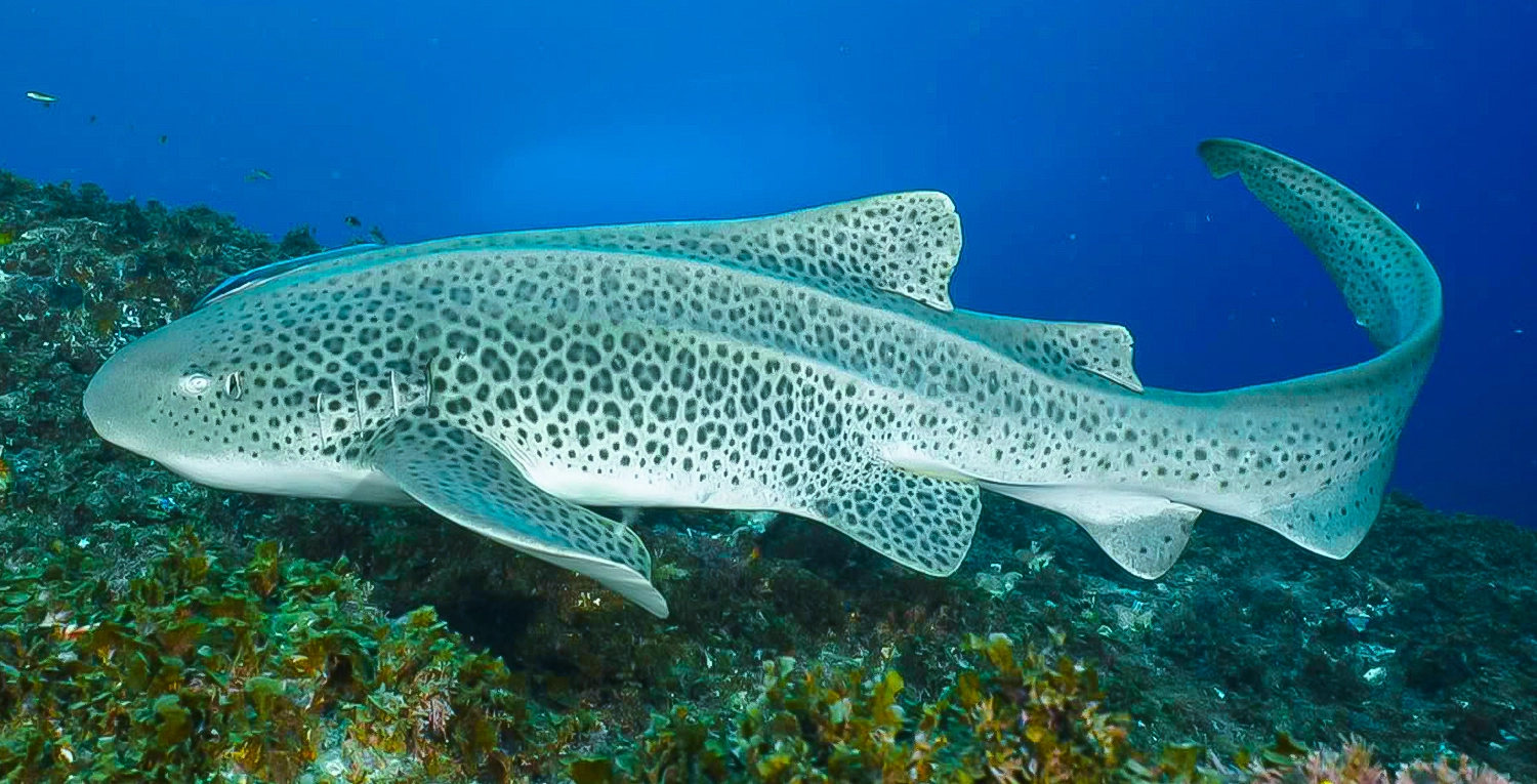 A zebrashark