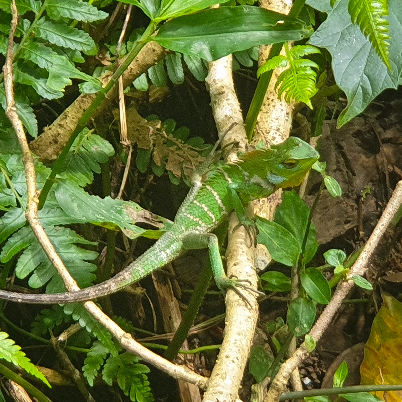 Chameleon amongst trees