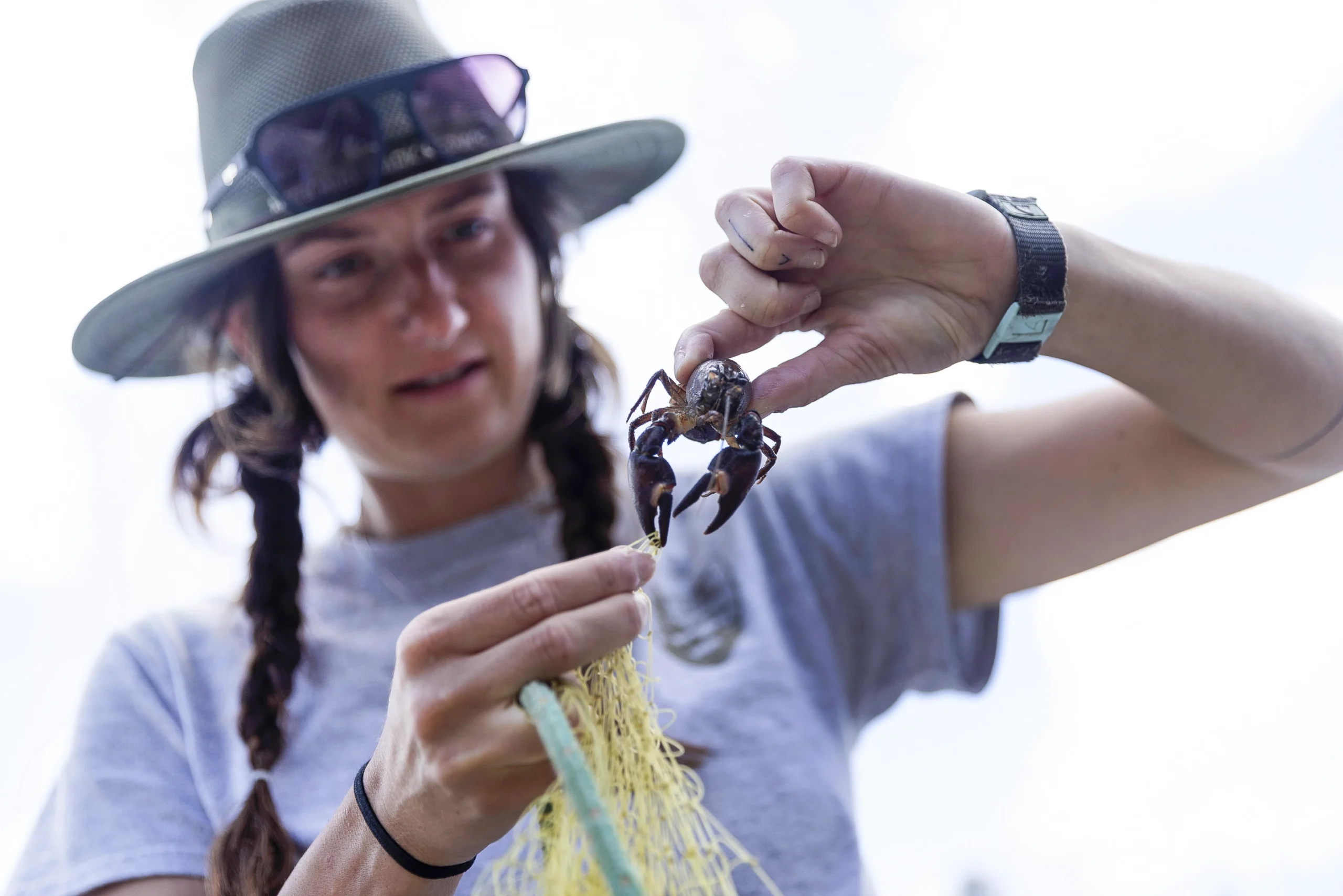 Jaden Bellamy extracts a crayfish from a yellow net.