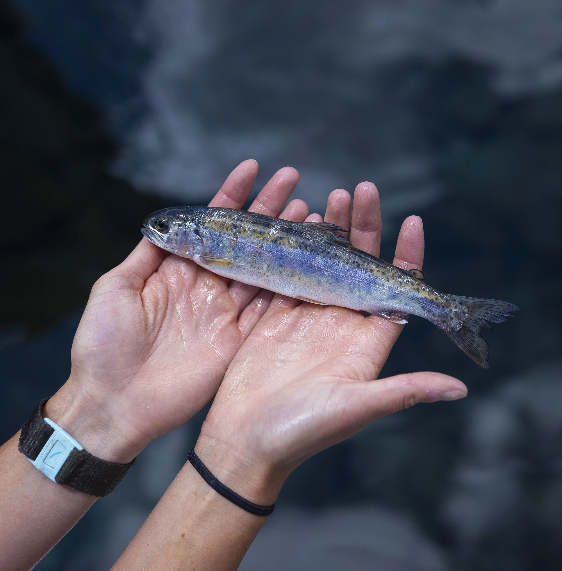A rainbow trout lies flat against a pair of outstretched palms.