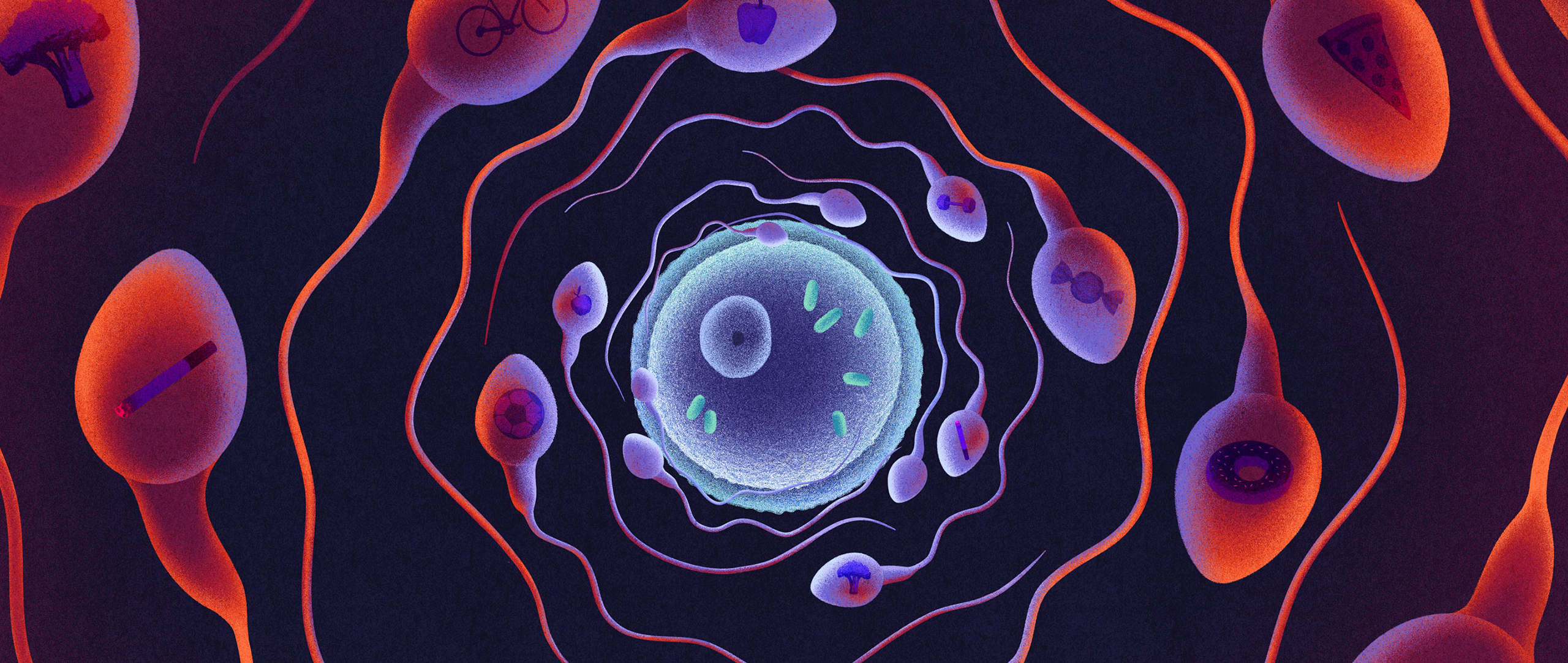 An illustration shows sperm cells circling an egg cell. Each sperm cell is stamped with an icon representing fitness, including a steak, dumbbell and cigarette.