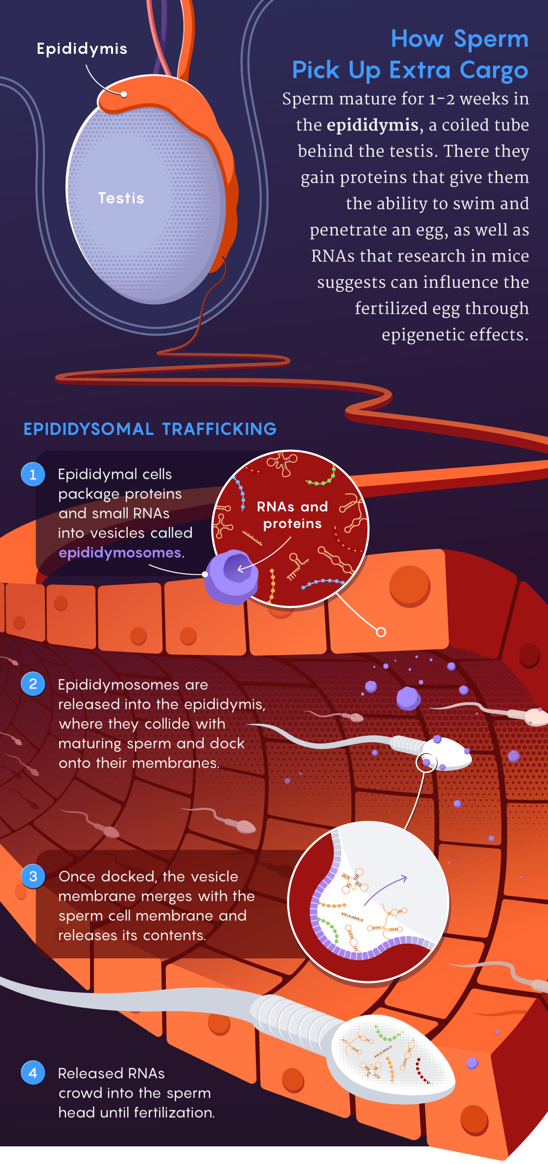 Illustration of how sperm pick up extra cargo