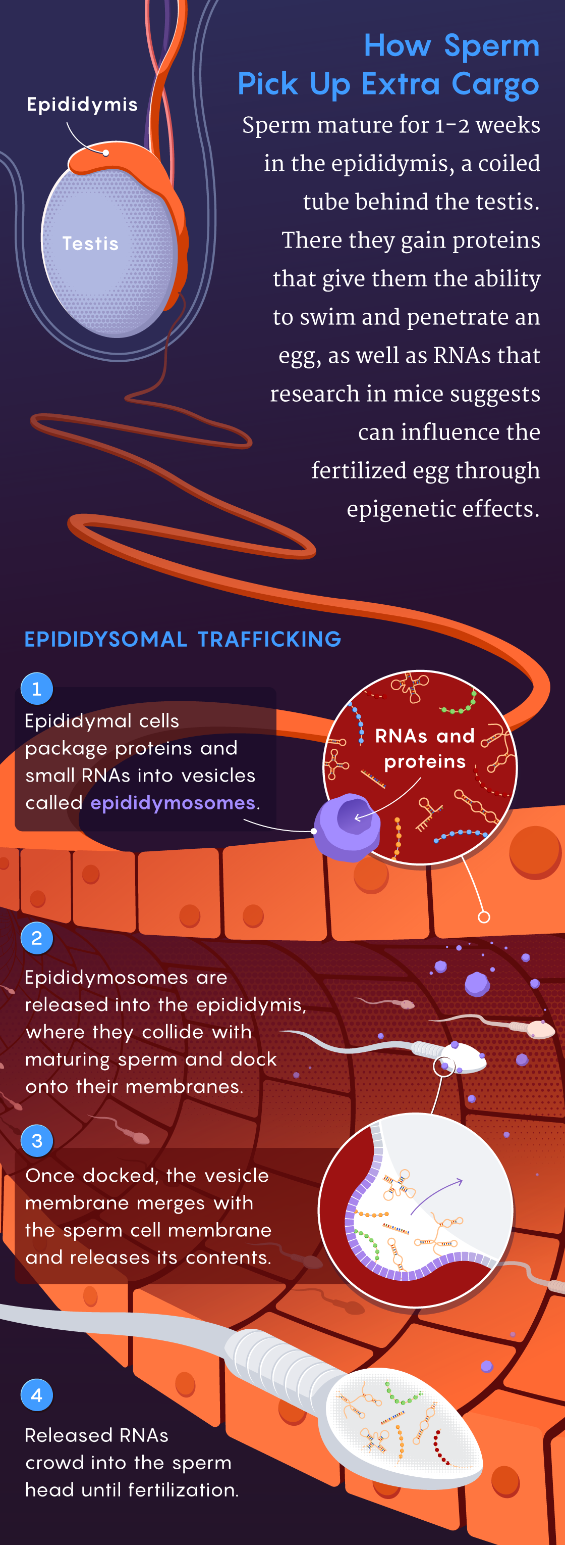 JPG version of the RNA illustration