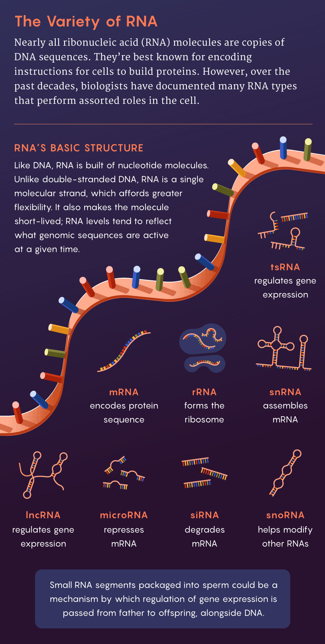 Illustration of the variety of RNA