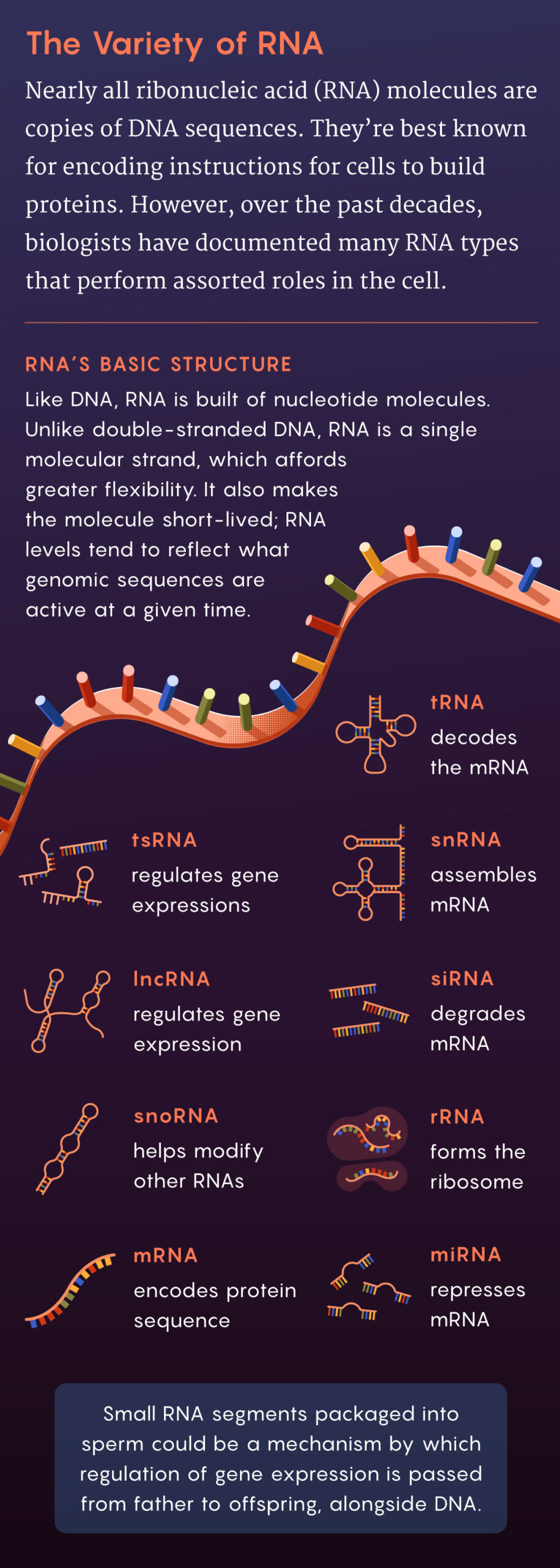 JPG version of the RNA illustration