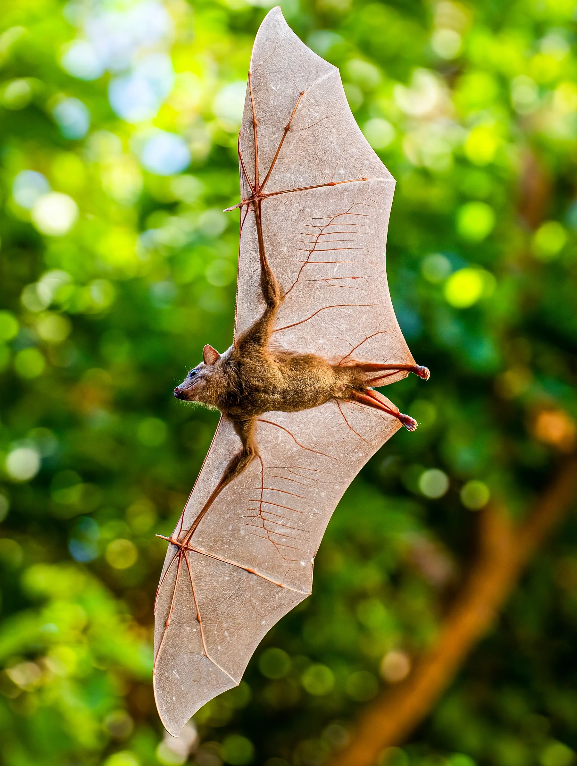 A close-up of a bat from below. Thin veins and bones extend into its translucent wings.