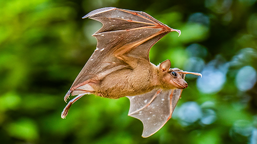 An Egyptian fruit bat extends its wings in flight.