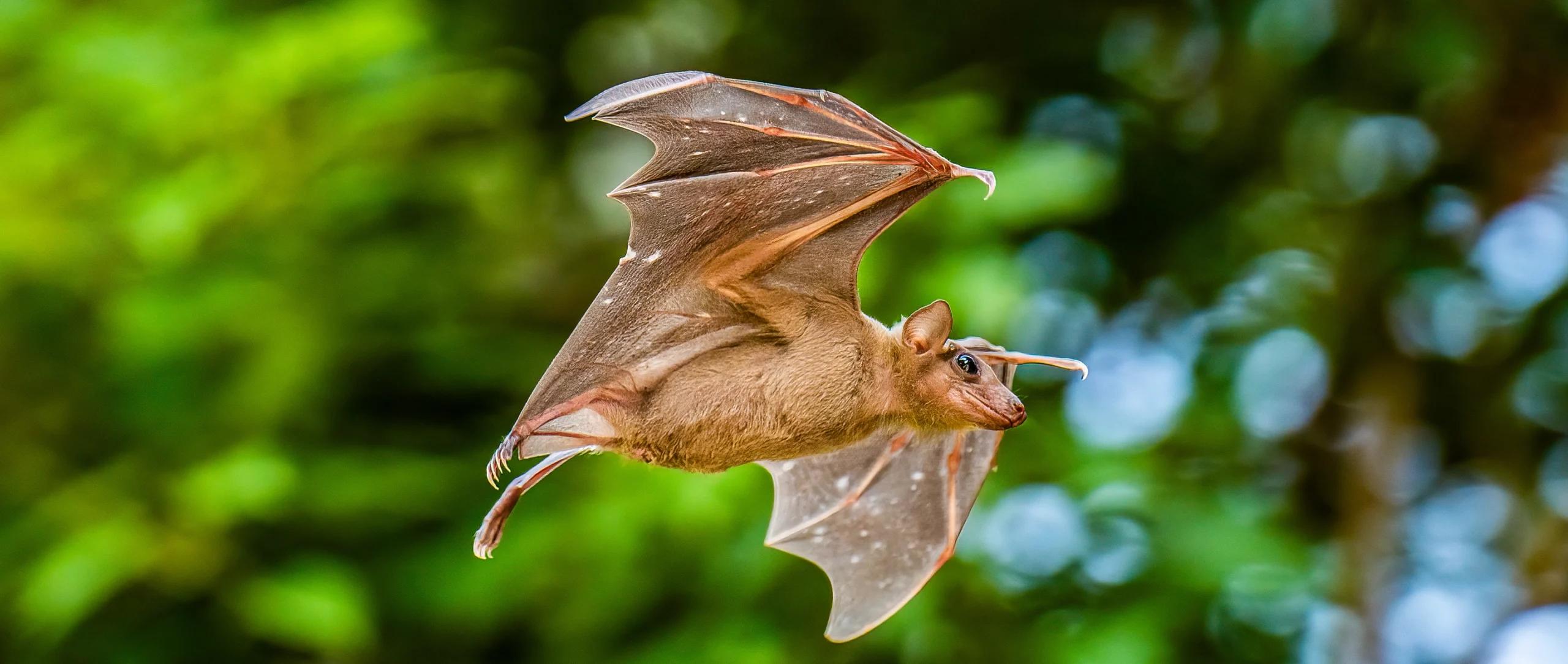An Egyptian fruit bat extends its wings in flight.