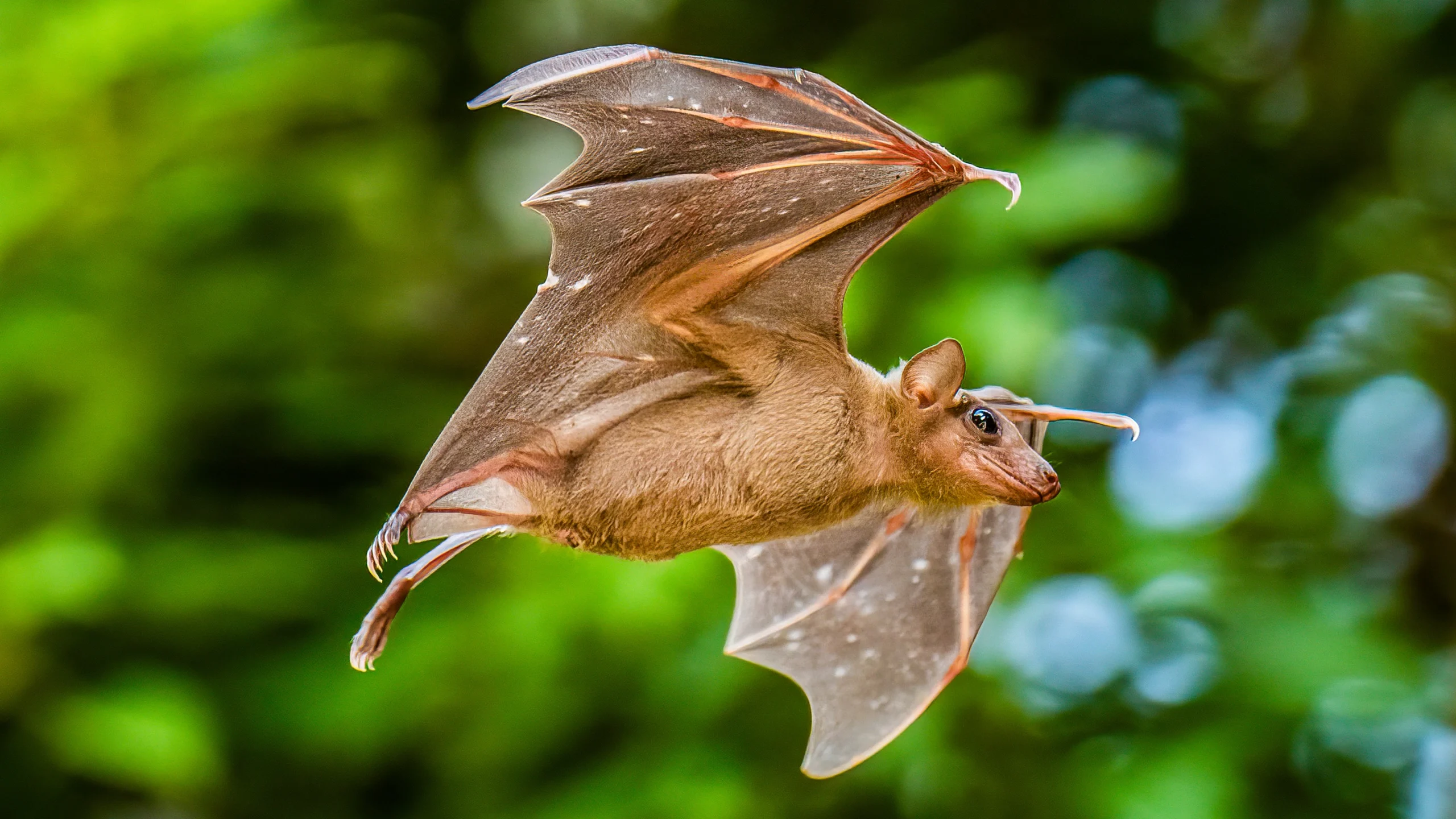 An Egyptian fruit bat extends its wings in flight.