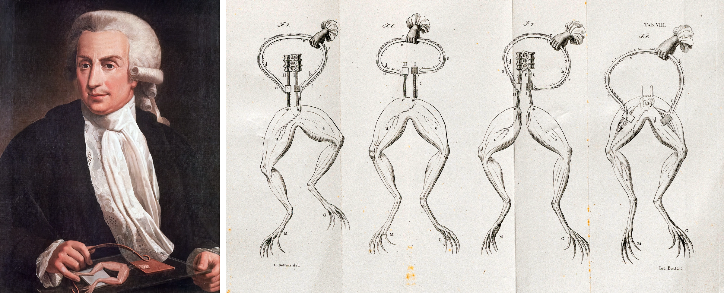 Left: A painted portrait of Luigi Galvani. Right: An illustration shows frog legs clamped together from his experiments.