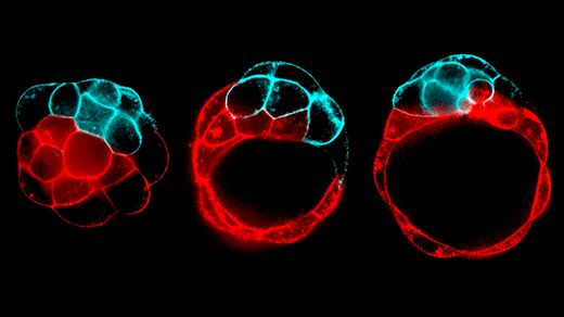 Snapshots of a fracturing process that creates the blastocoel cavity, inside which an embryonic mouse will grow. The fluid follows the path of least resistance, preferentially breaking contacts between weaker (red) over tenser (blue) cells.