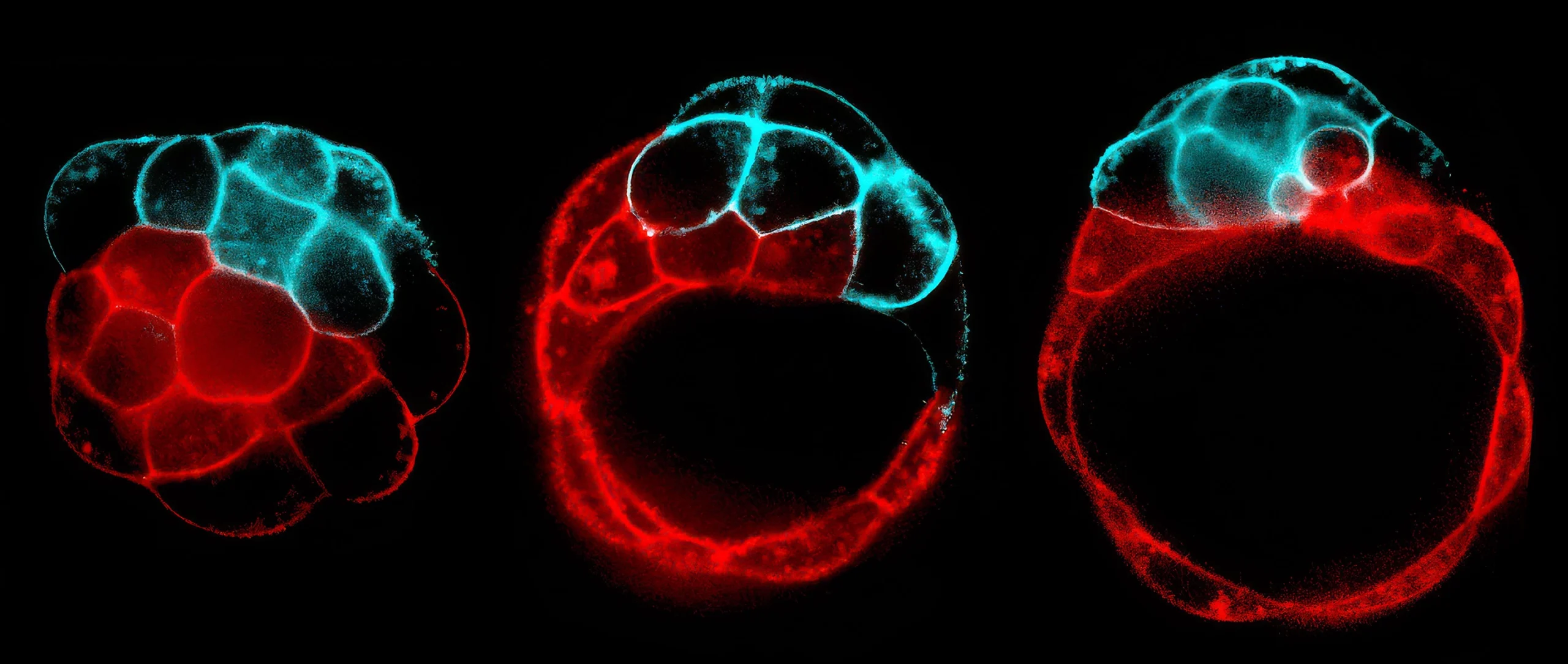 Snapshots of a fracturing process that creates the blastocoel cavity, inside which an embryonic mouse will grow. The fluid follows the path of least resistance, preferentially breaking contacts between weaker (red) over tenser (blue) cells.
