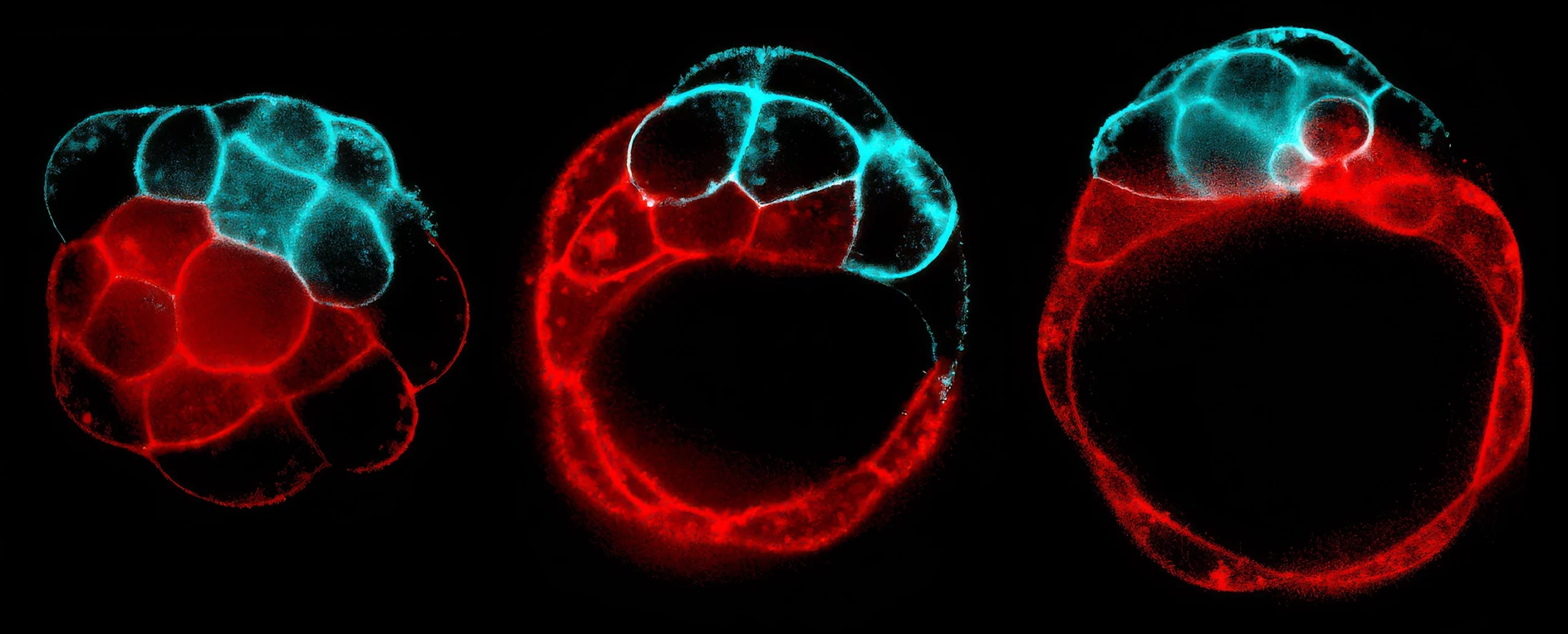 An image from fluorescence microscopy shows three panels (left to right): A clump of cells, half stained blue and half red, forms a filled sphere; a small hole opens in the red area; it grows and stabilizes to form a hollow cavity in the cell clump.