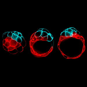 Snapshots of a fracturing process that creates the blastocoel cavity, inside which an embryonic mouse will grow. The fluid follows the path of least resistance, preferentially breaking contacts between weaker (red) over tenser (blue) cells.