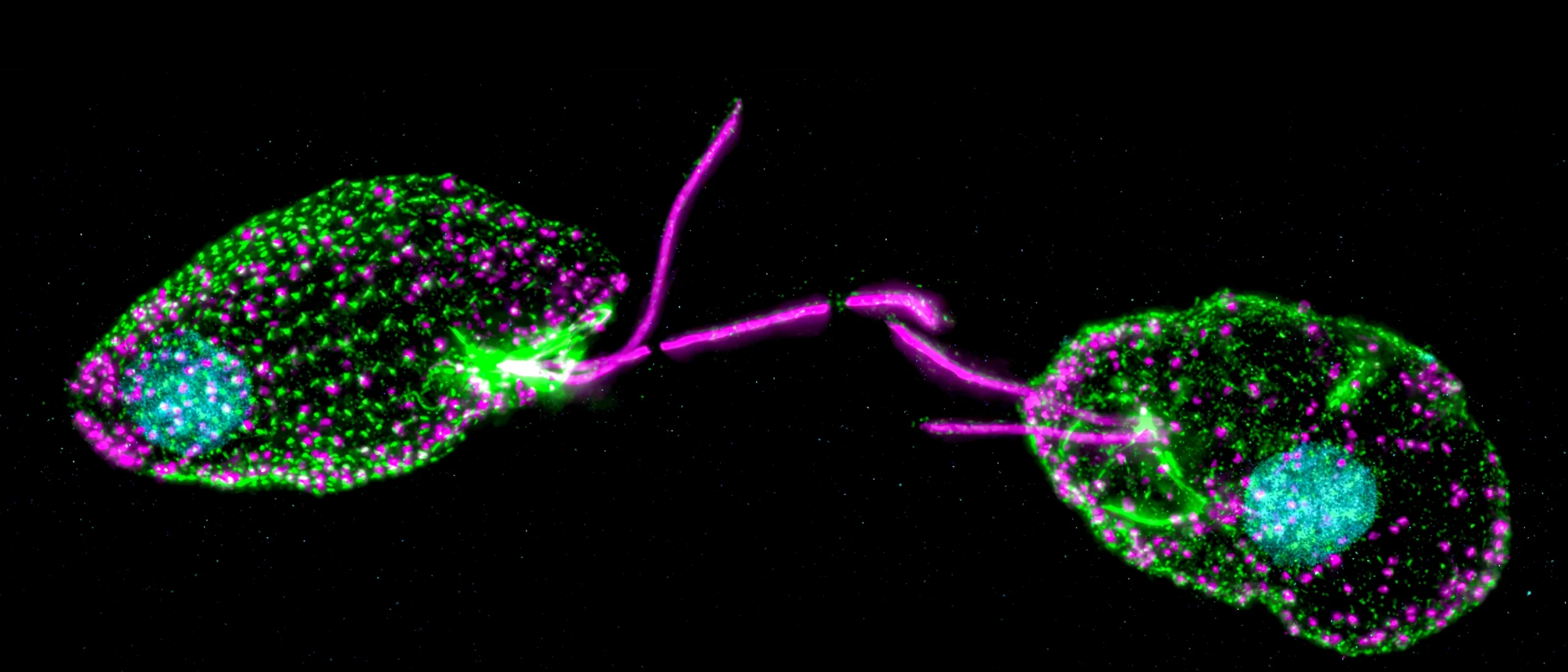Fluorescence micrograph showing two photosynthetic alga Rhinomonas, stained in cyan, green and magenta.
