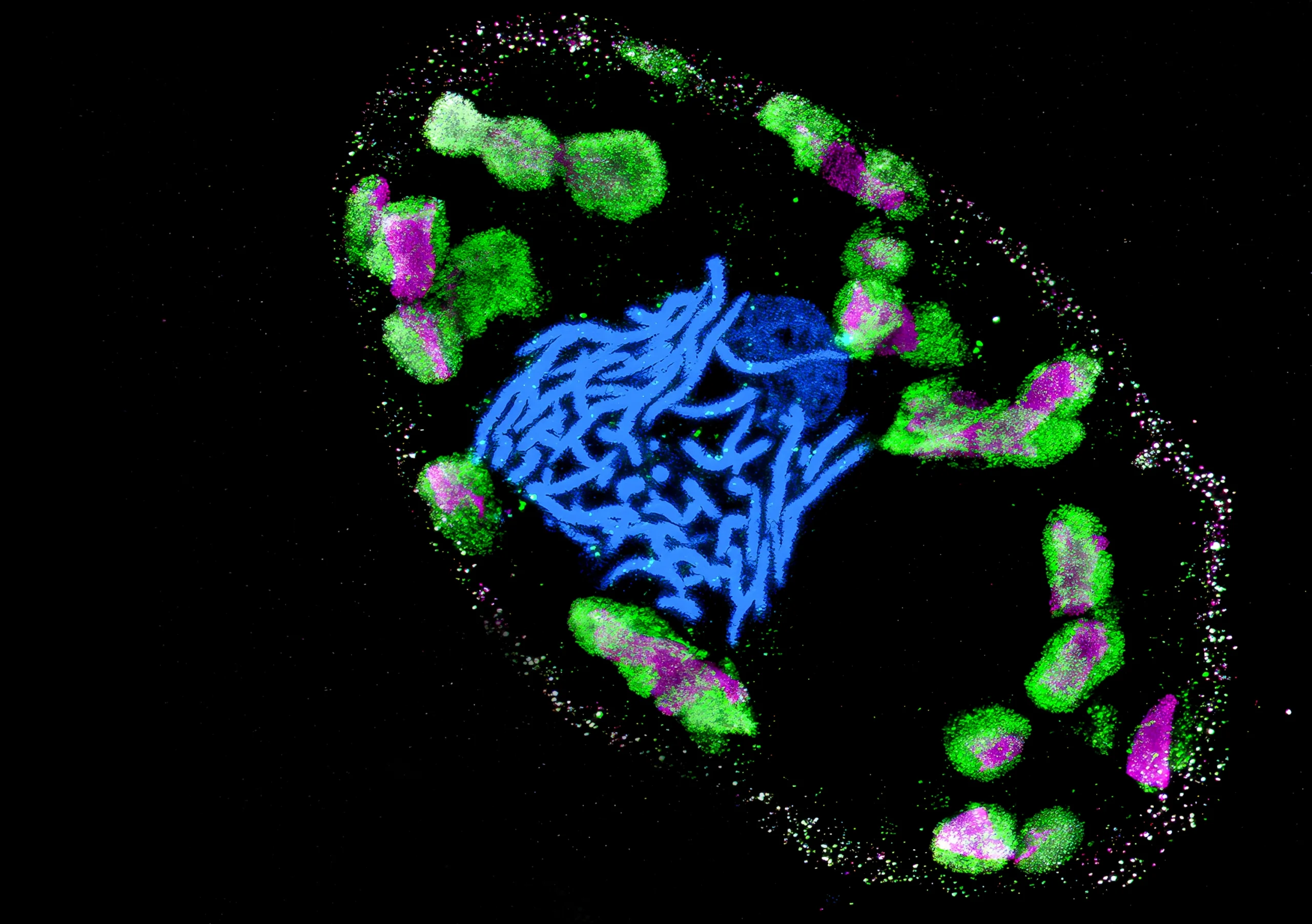 Fluorescence micrograph showing a Ross Sea dinoflagellate. The nucleus is stained in blue, a protein complex crucial for photosynthesis is stained in green, rubisco is stained in magenta.