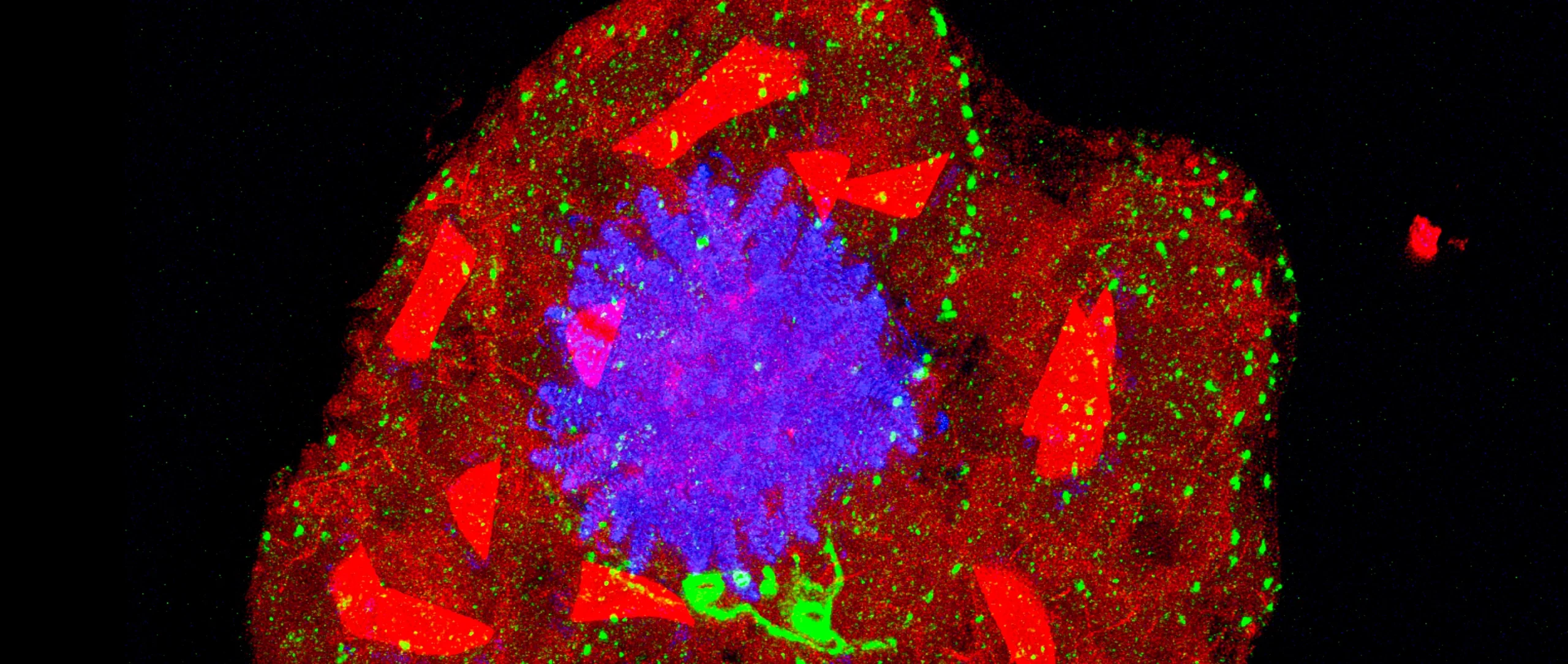 Fluorescence micrograph showing the dinoflagellate Karenia papiloniacea. The centrin is stained in green, the nucleus in blue, and intracellular crystals in red.