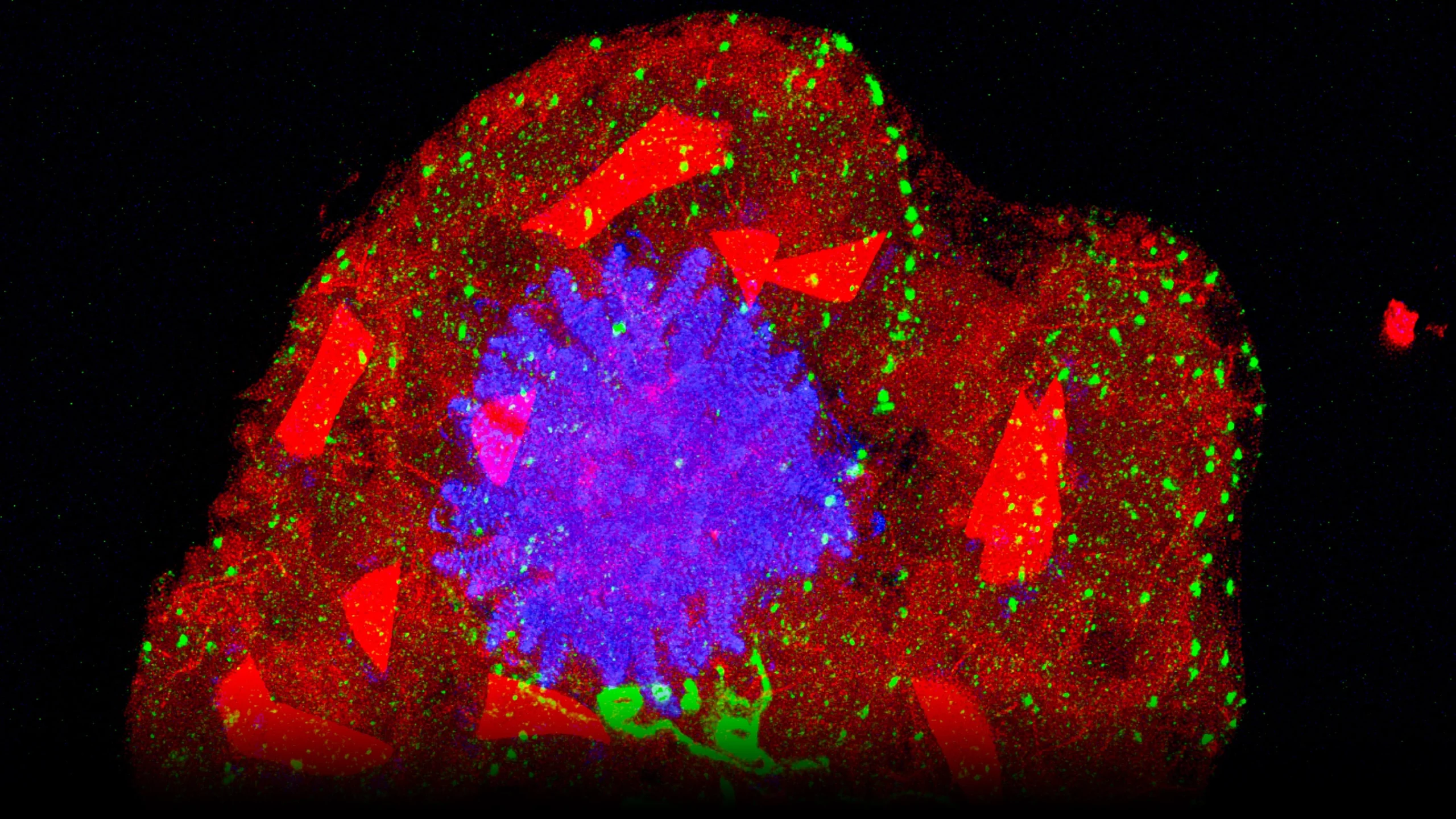 Fluorescence micrograph showing the dinoflagellate Karenia papiloniacea. The centrin is stained in green, the nucleus in blue, and intracellular crystals in red.